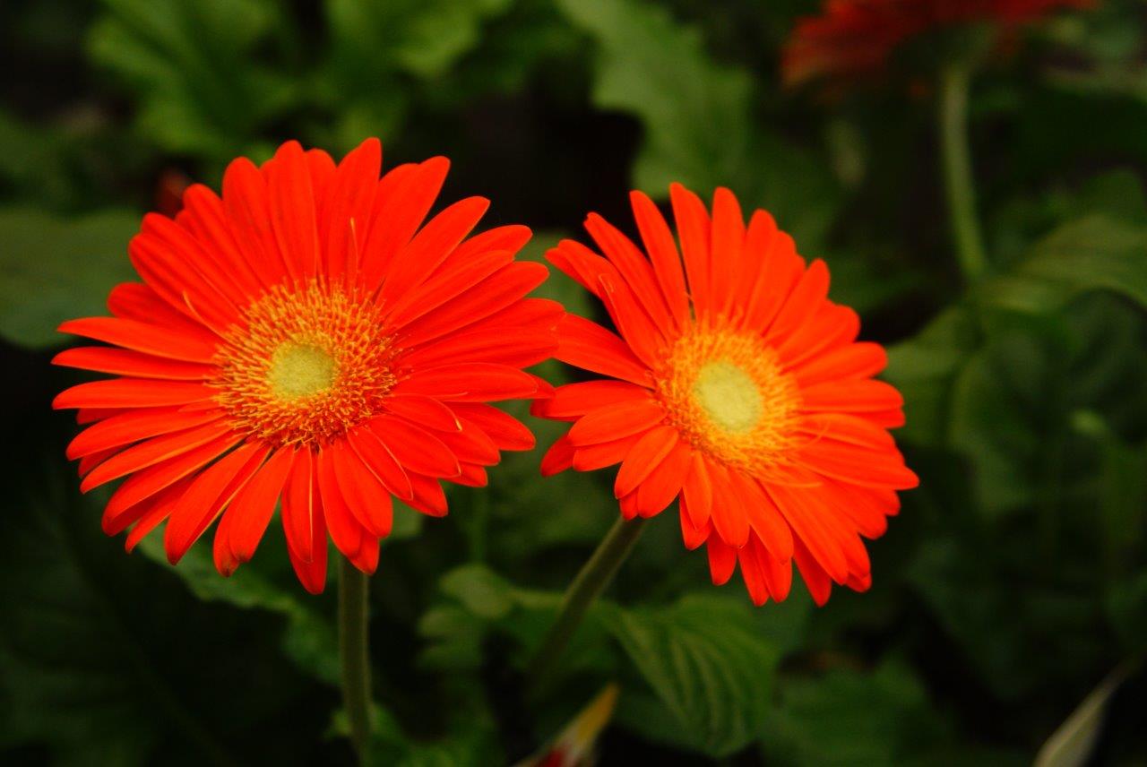 gerbera`s