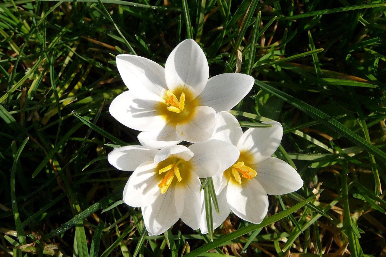 Witte krokussen