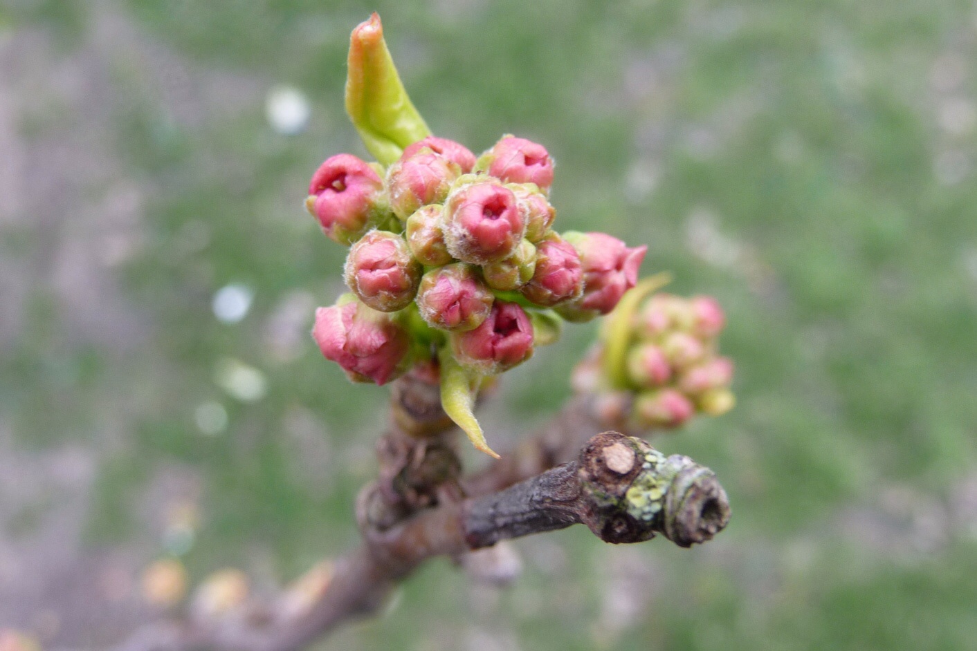 Knop