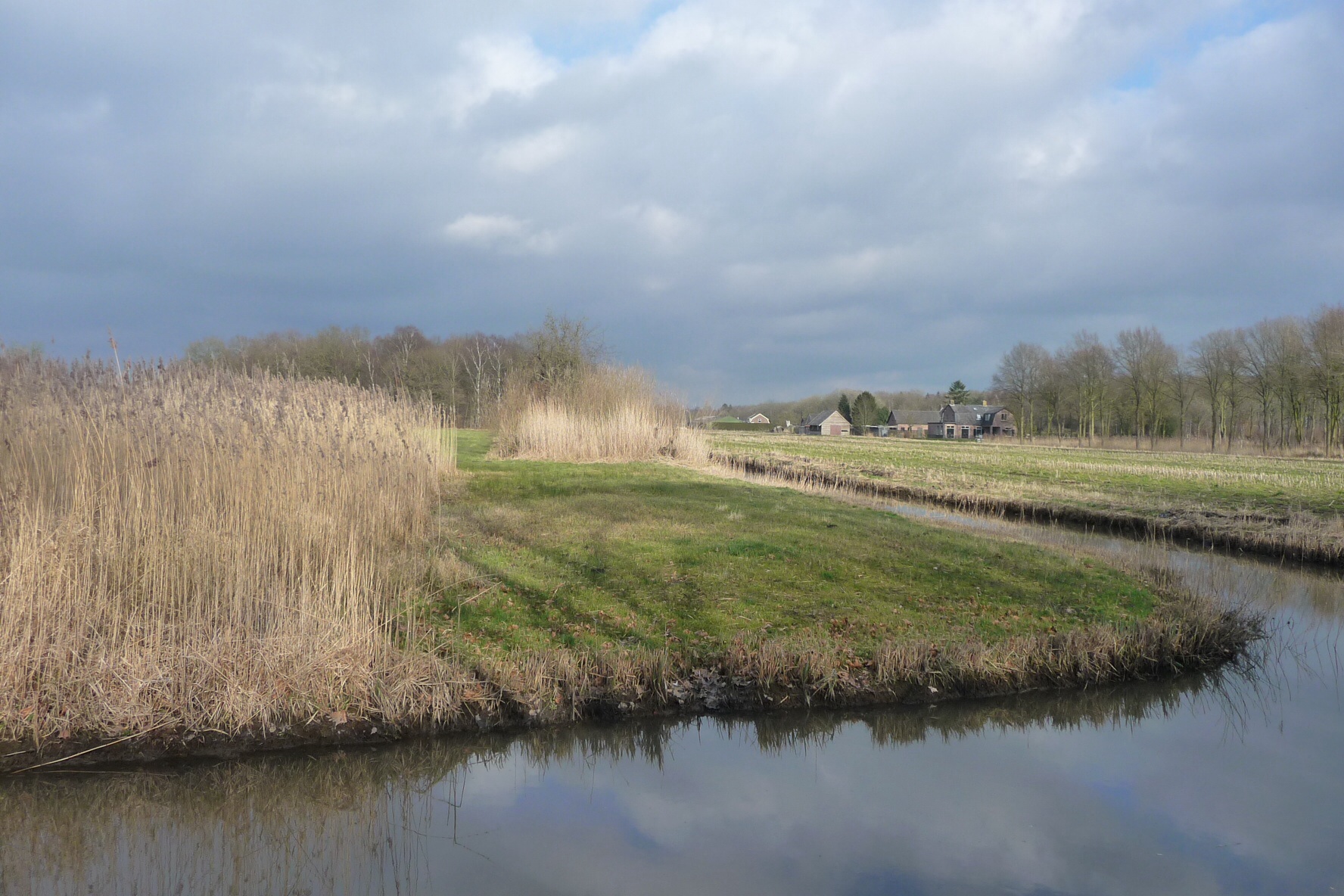 Riet 5