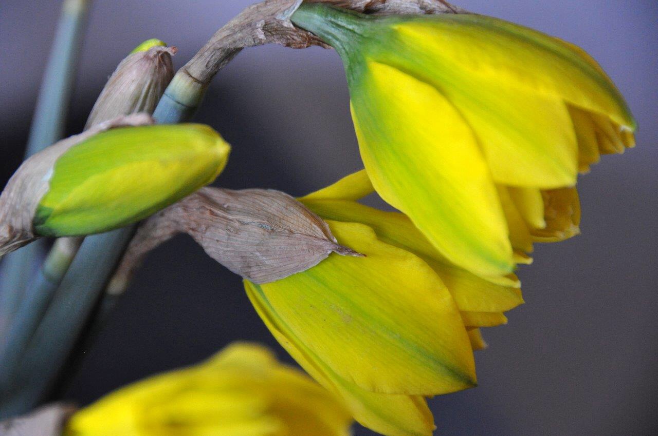 Narcissen 2
