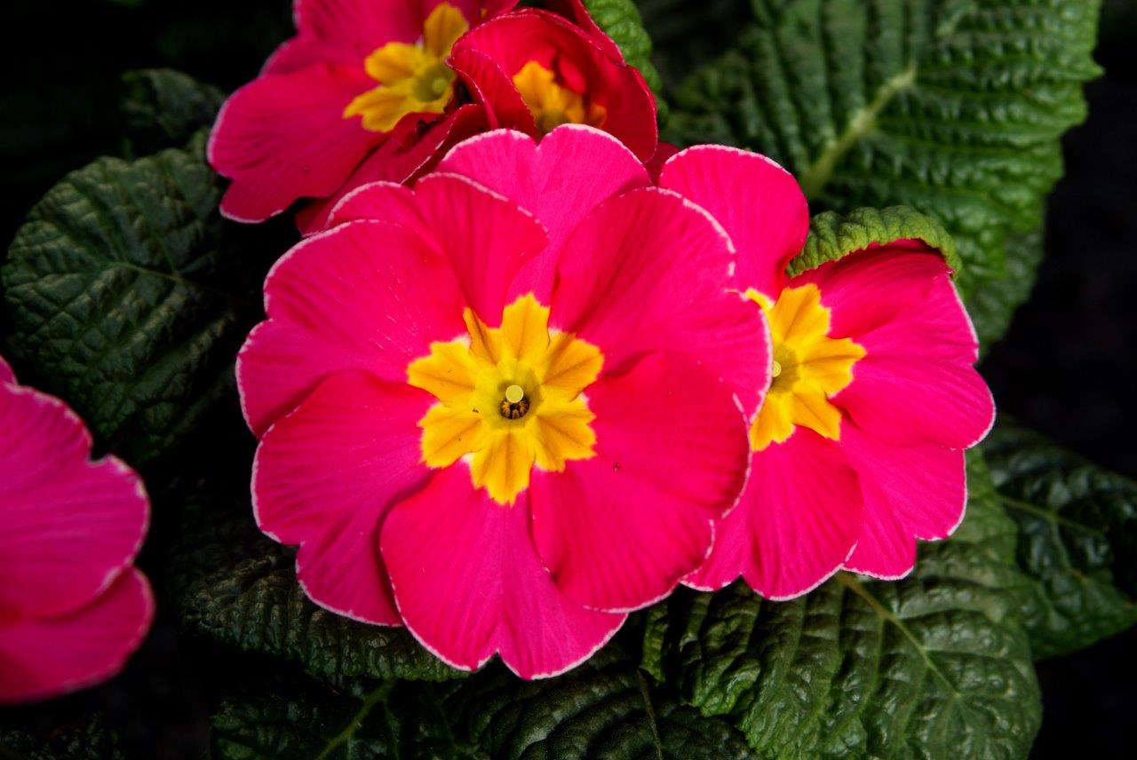 Primula