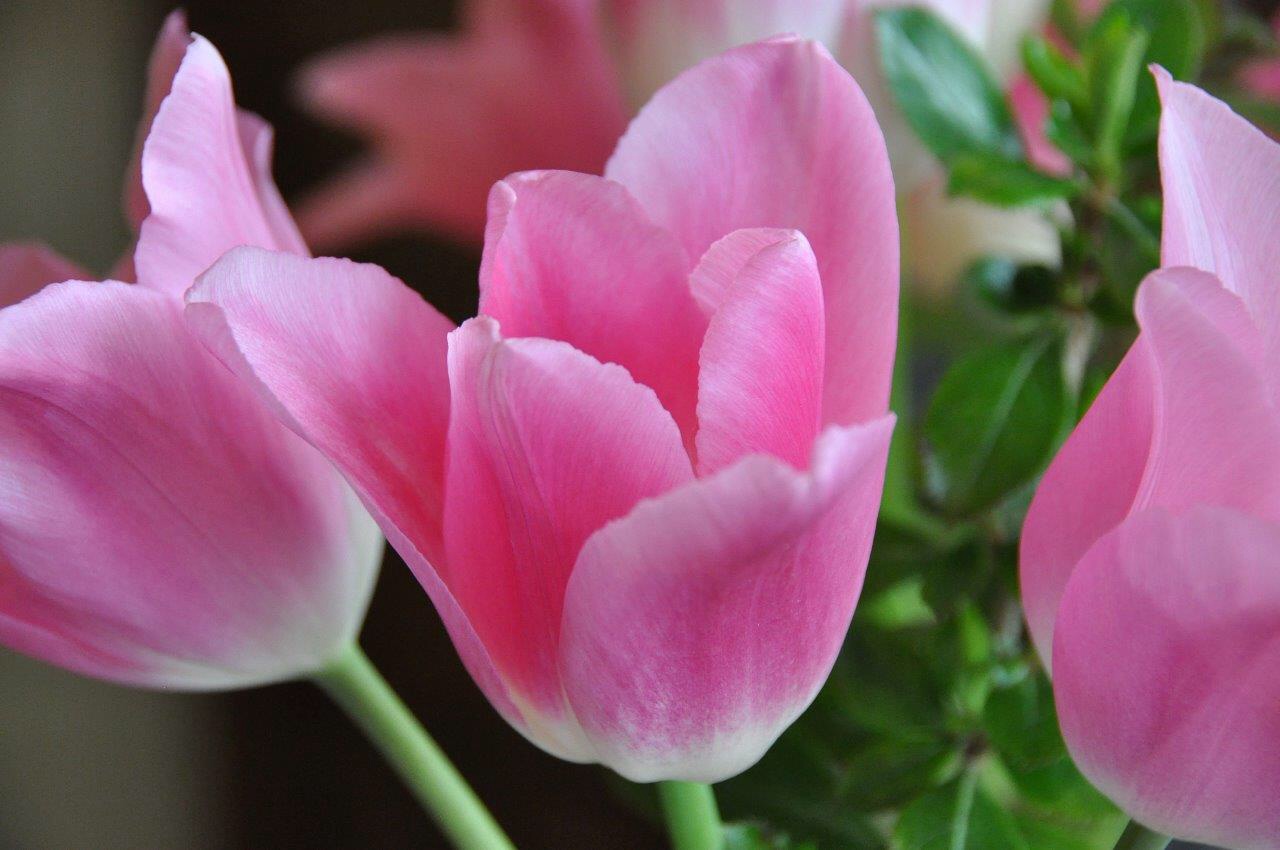 Tulpen