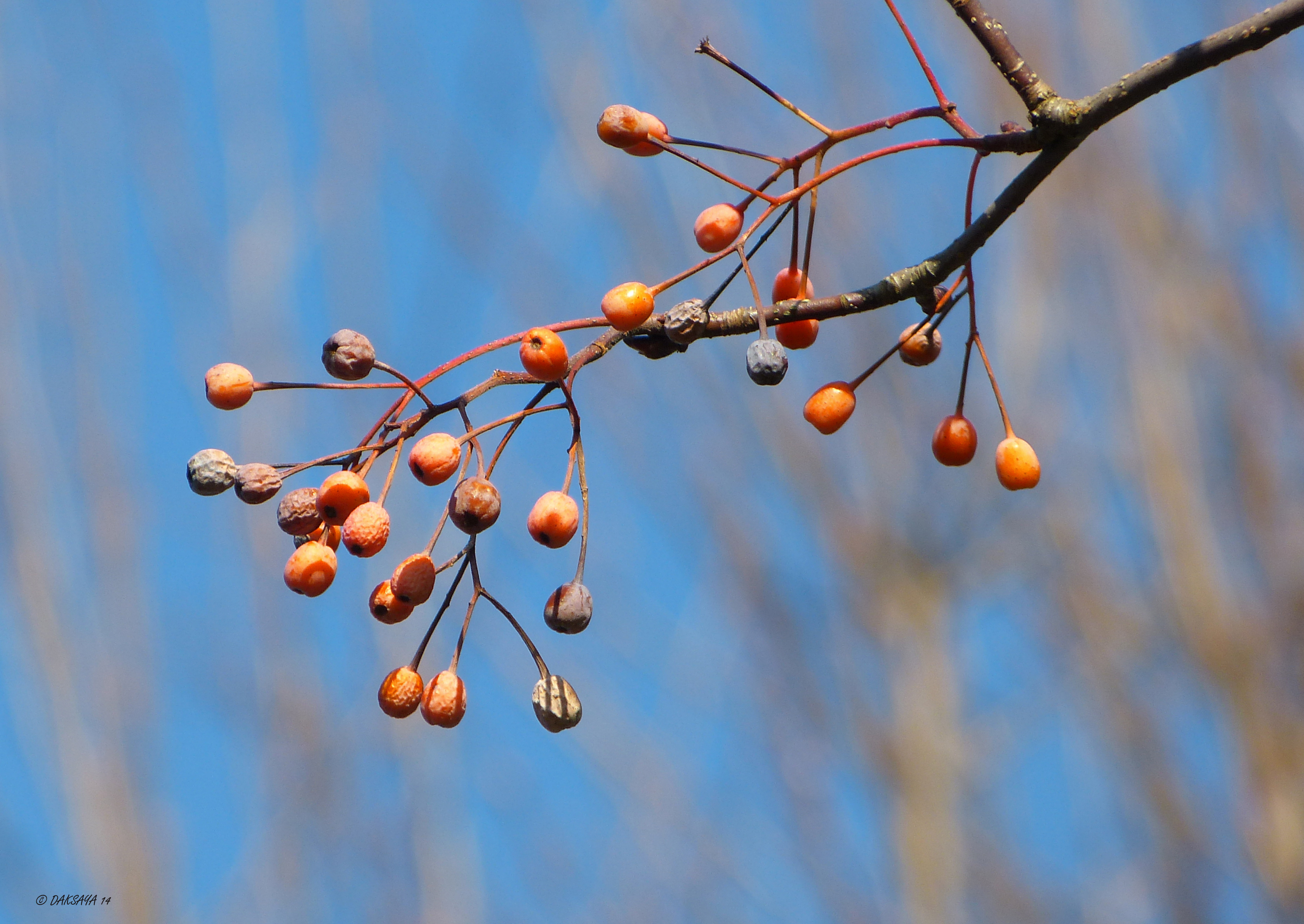 Winterkleurtjes