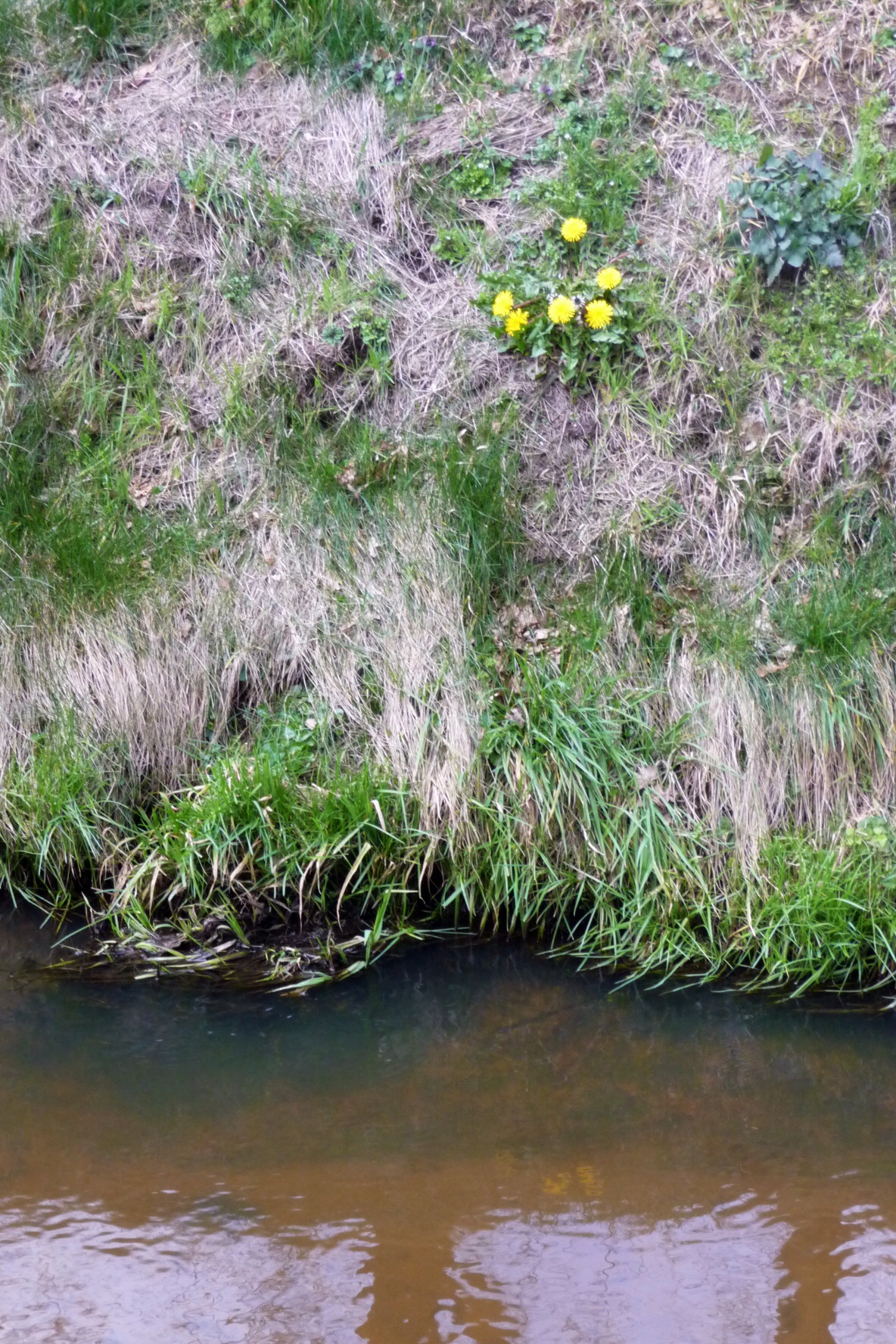 Paardenbloem