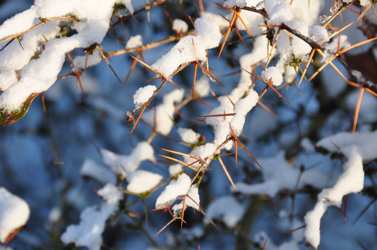 Winter