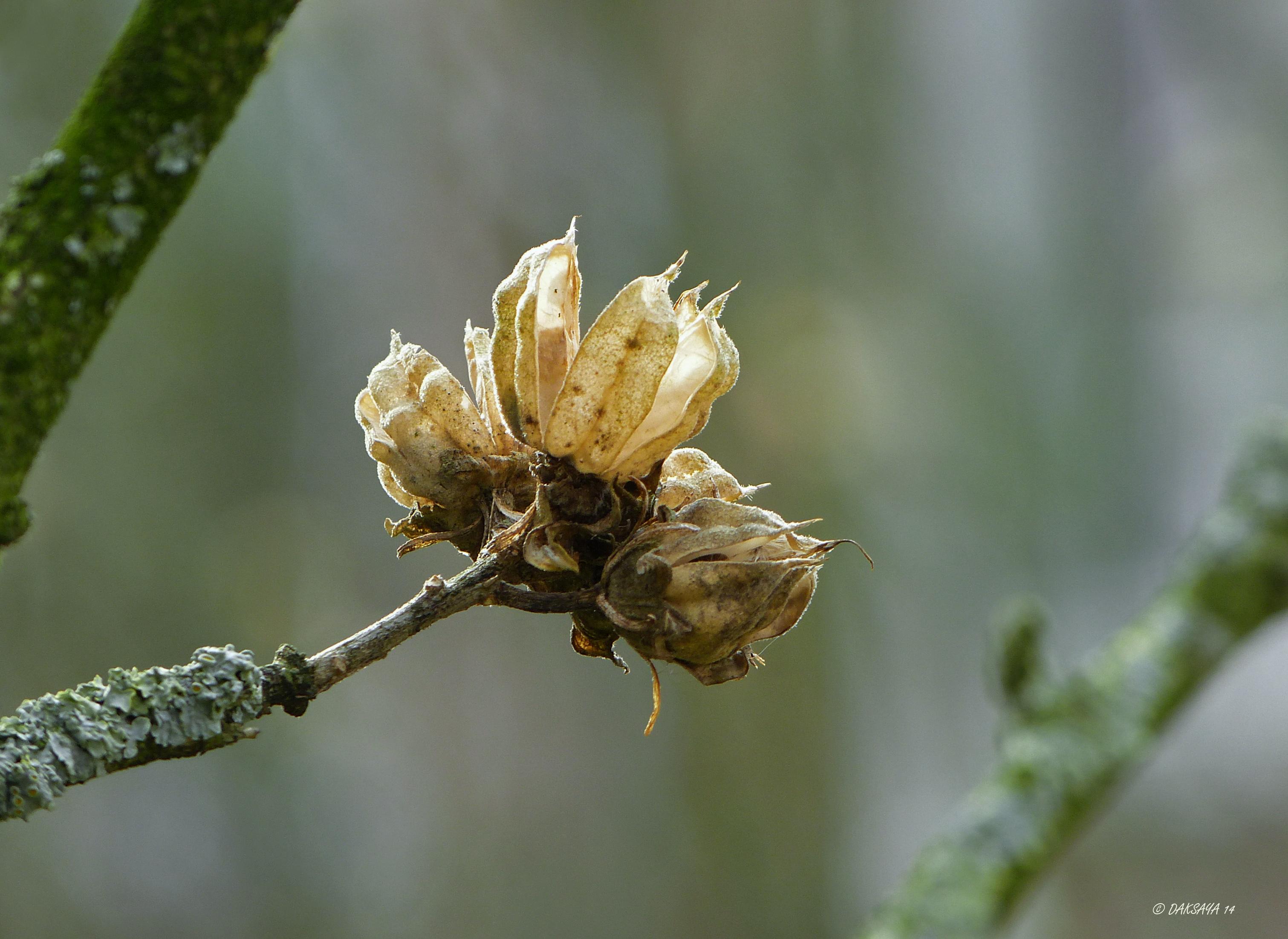 Hibiscus