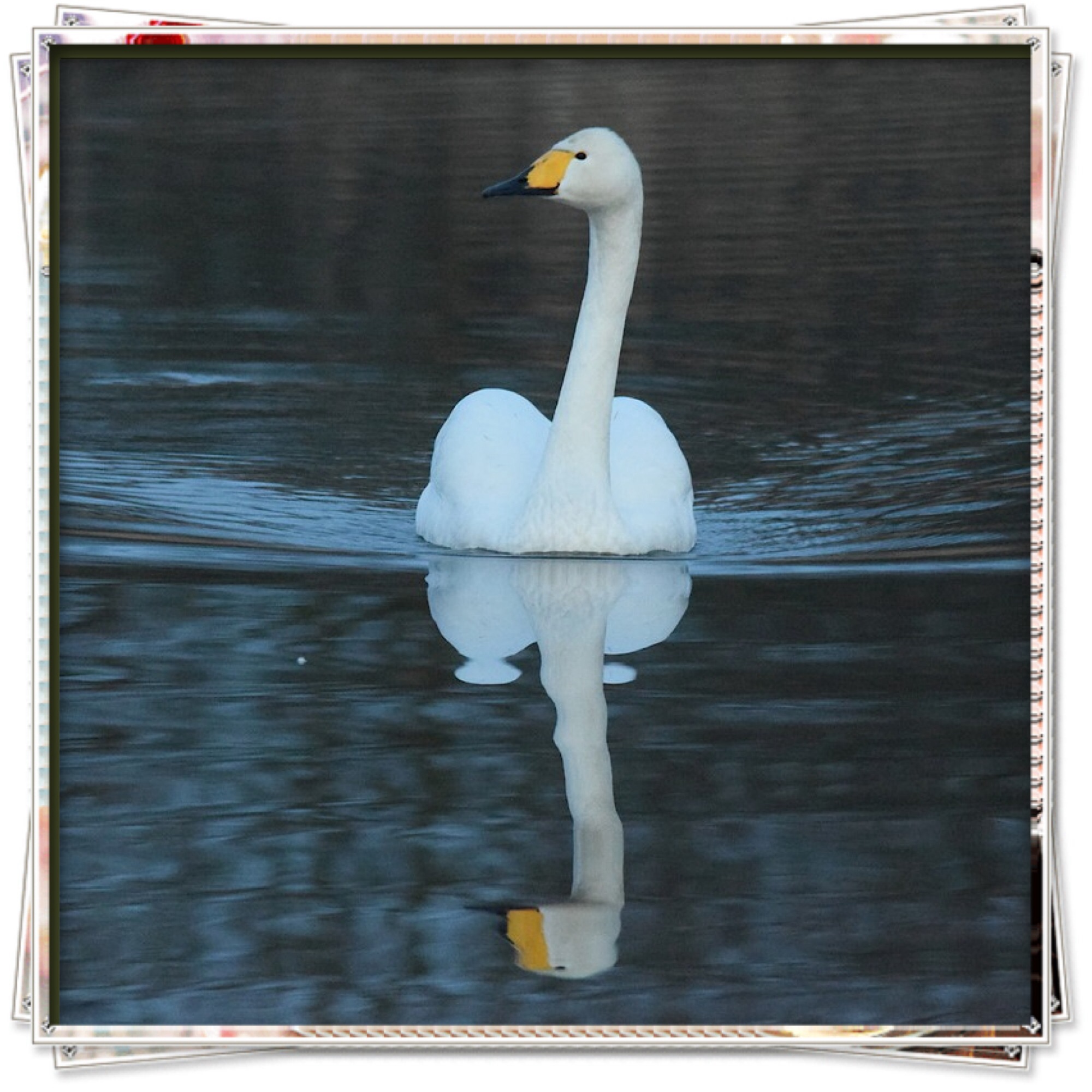 Wilde zwaan