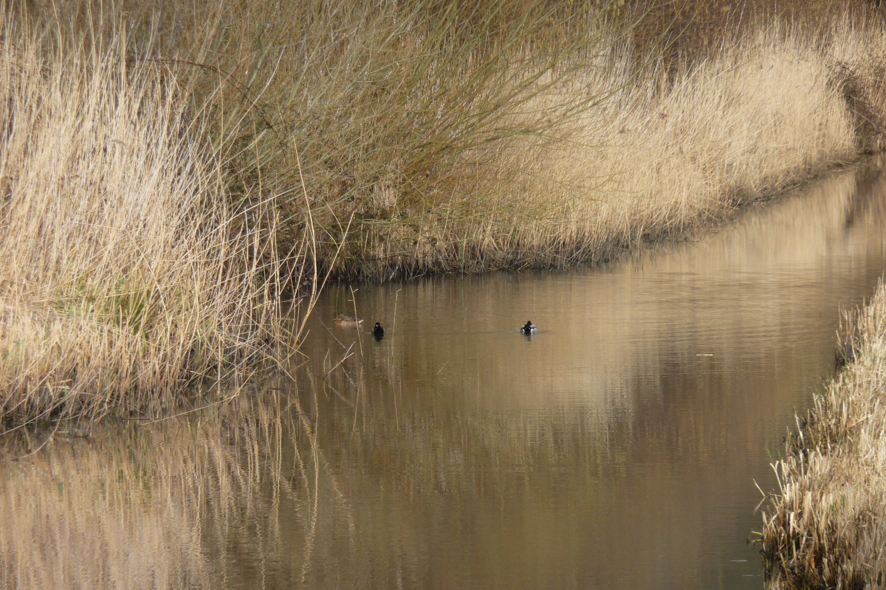 Riet 3