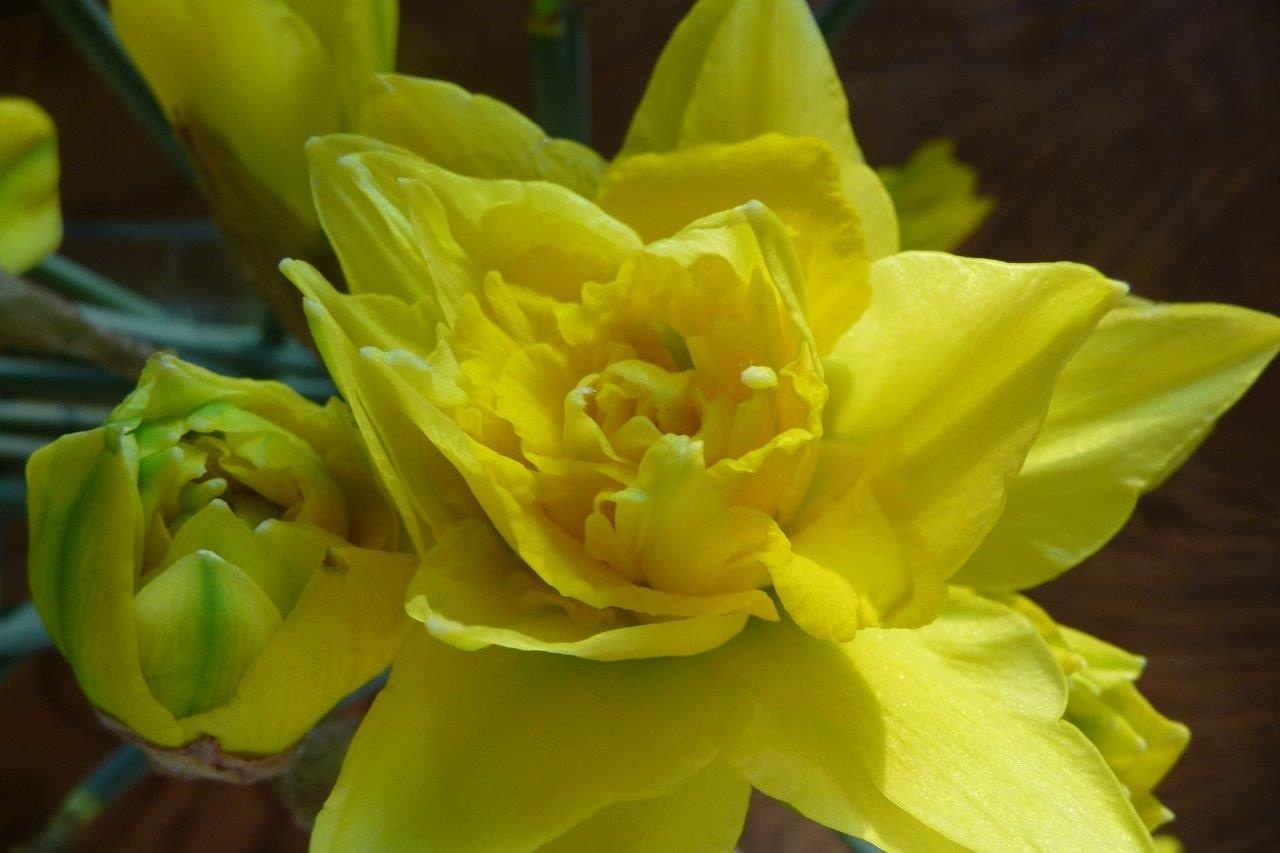 Narcis