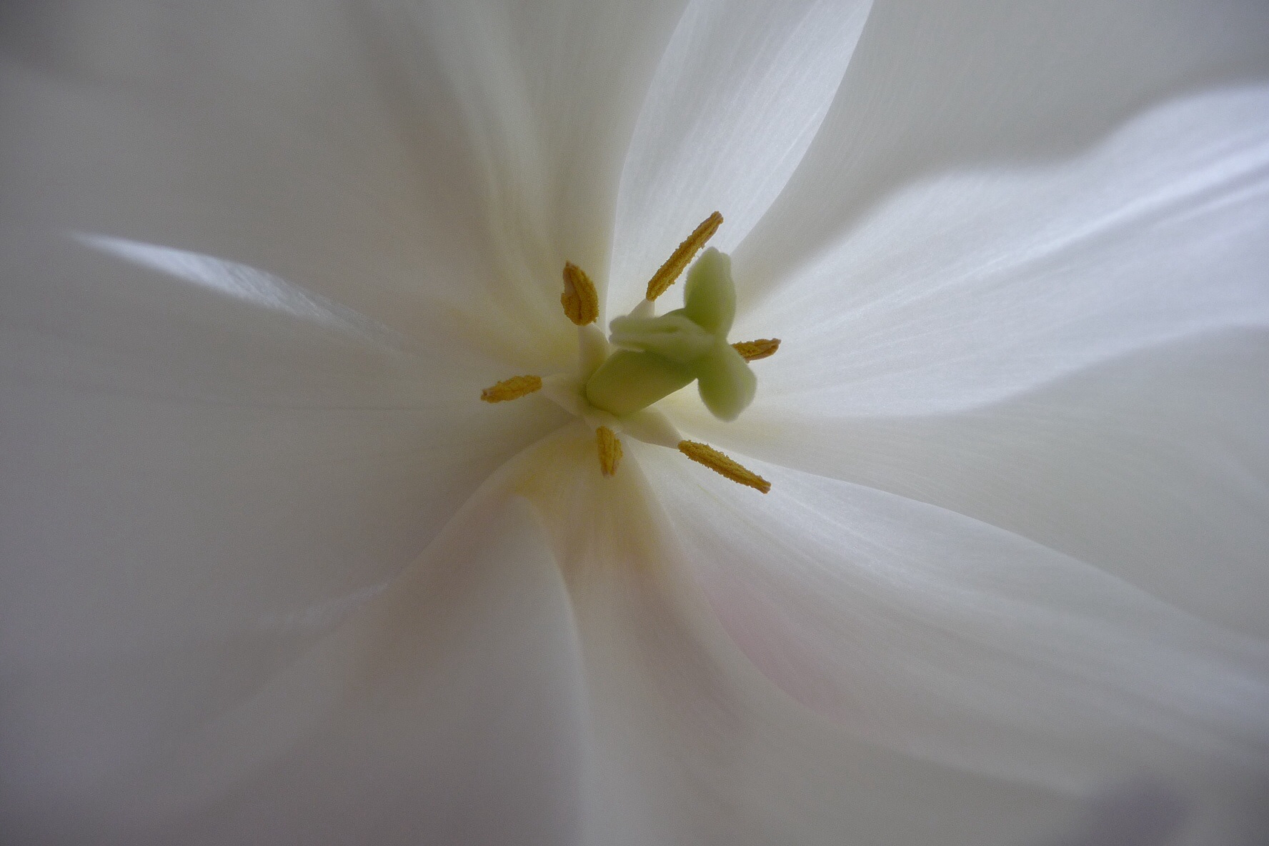 Tulpen hart 3