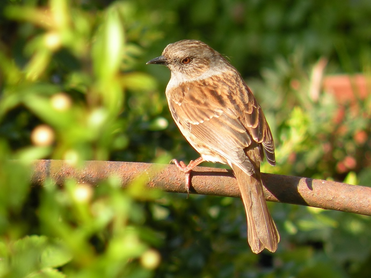 Samen in de tuin