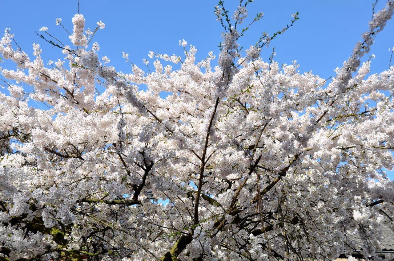 Witte bloesem 2