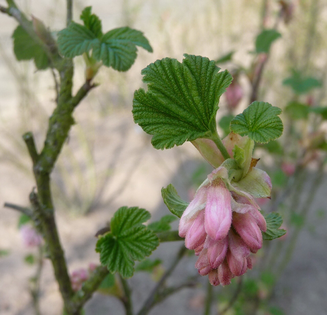 Roze ribes 3