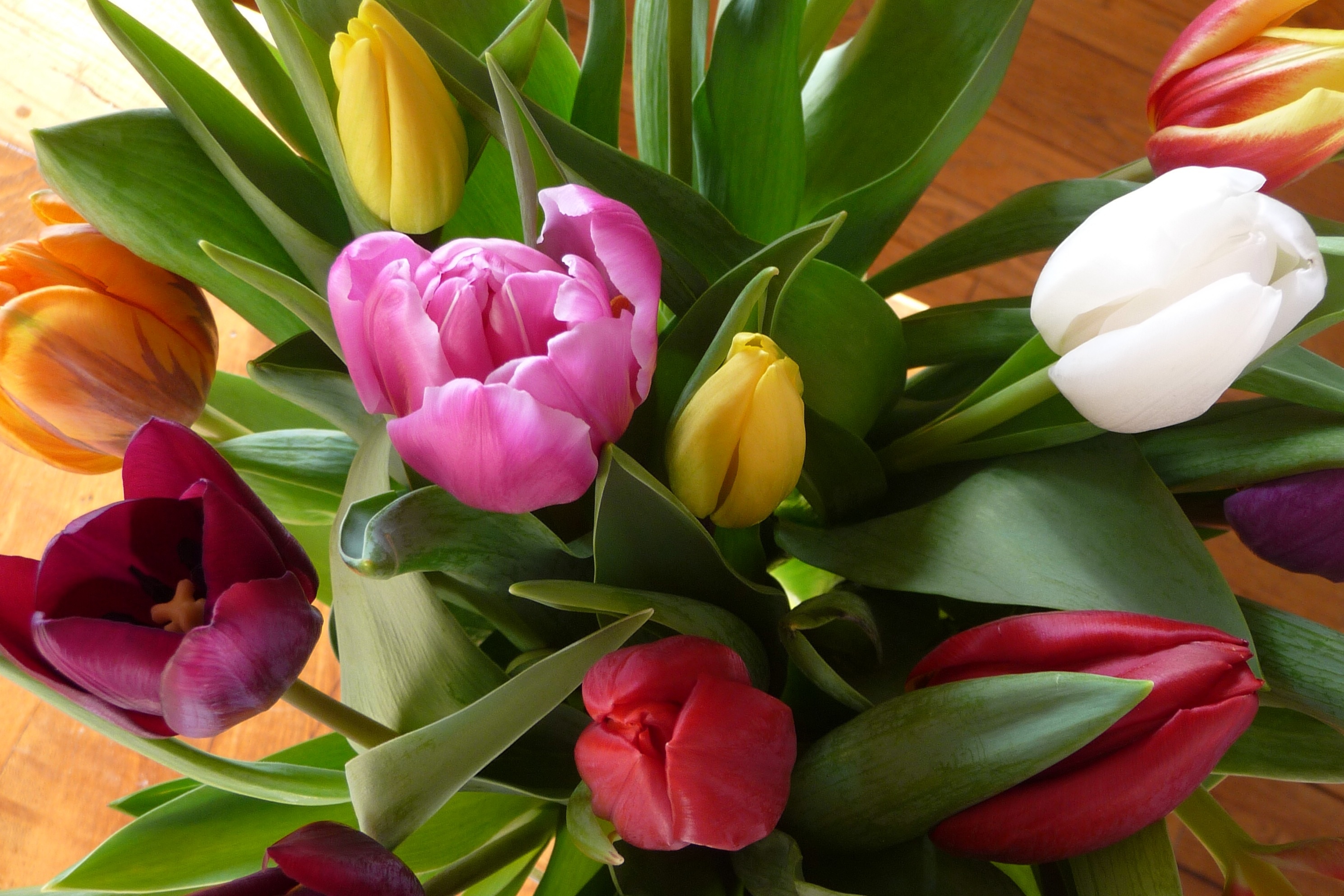 Tulpen