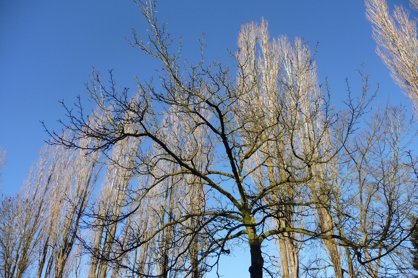 Blauwe lucht 2