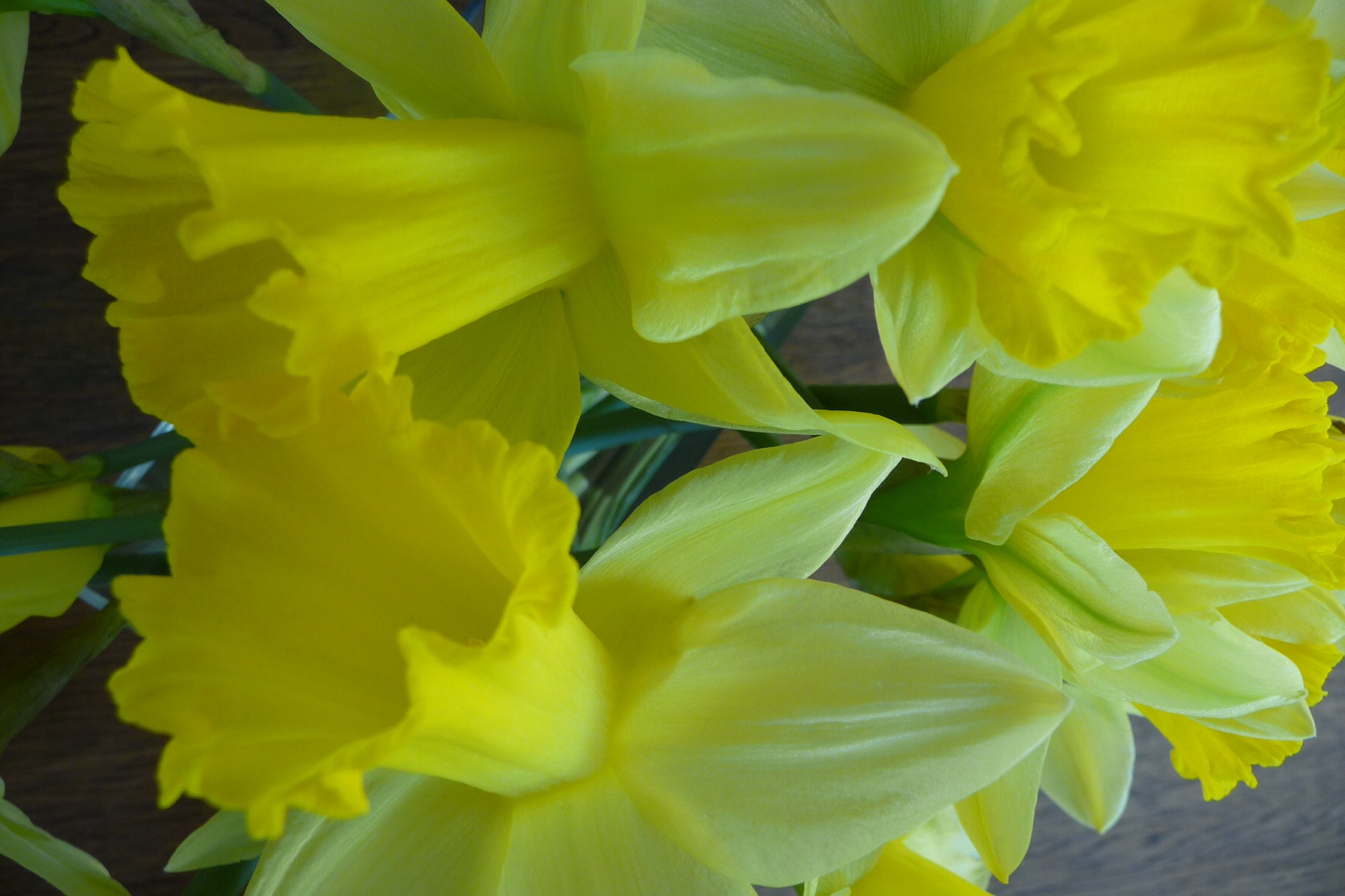 Narcissen 2