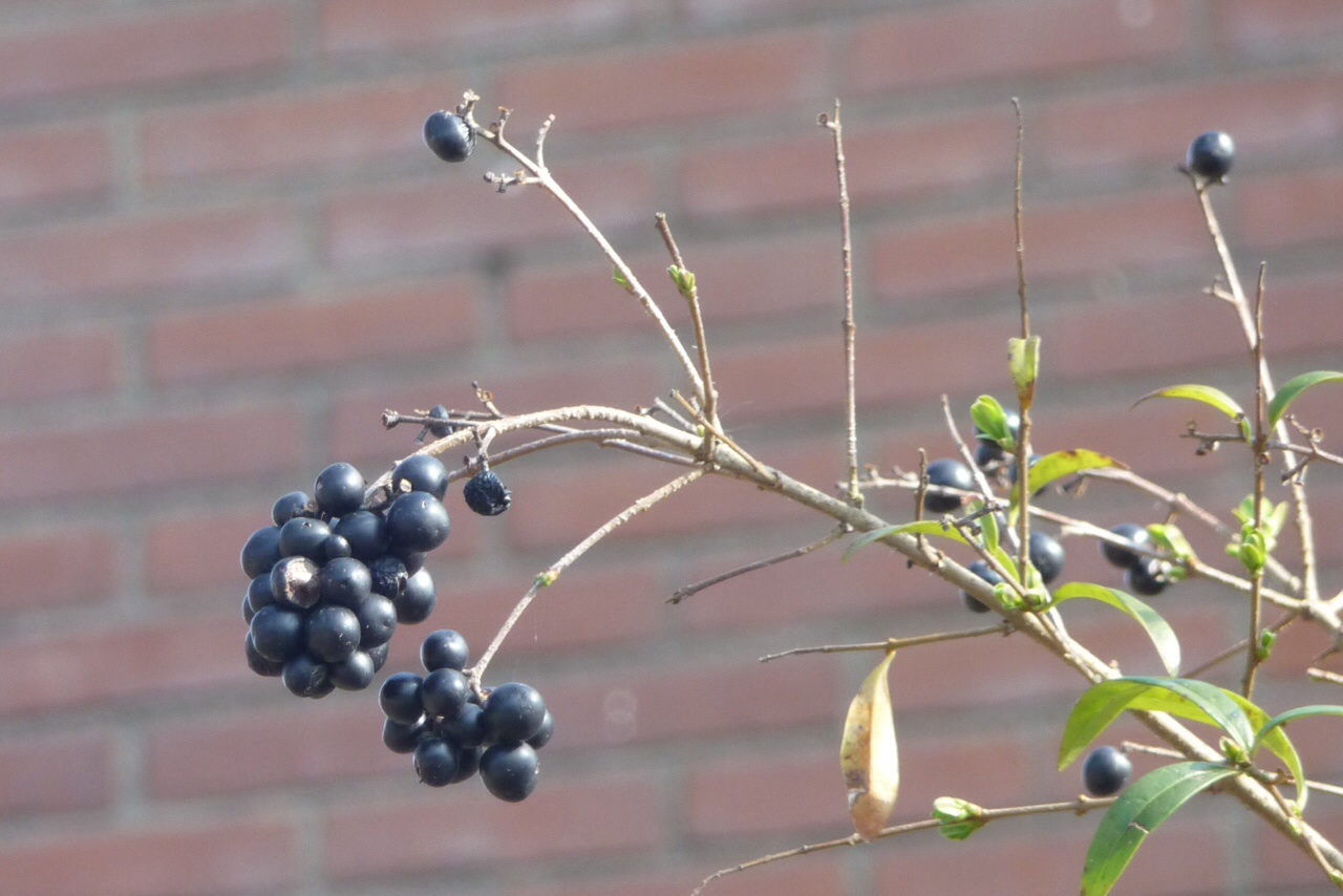Zwarte bes