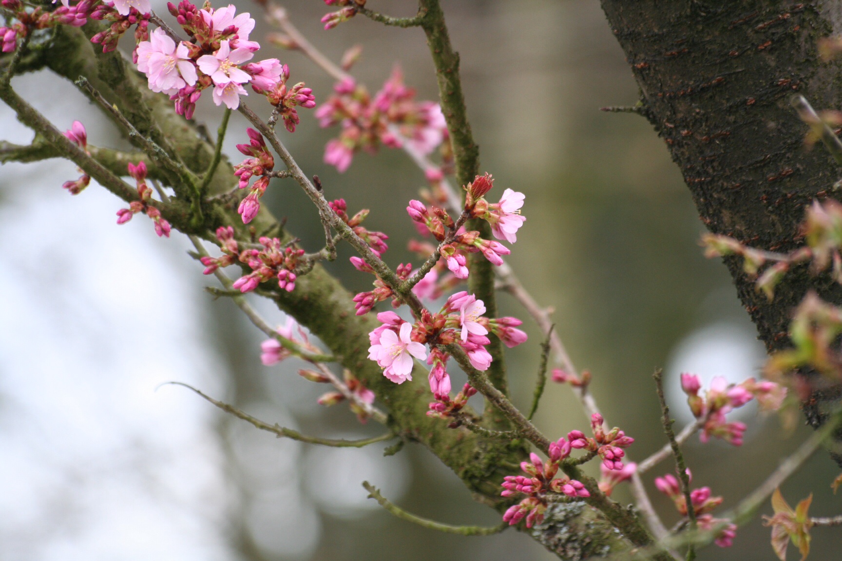 Roze bloesem