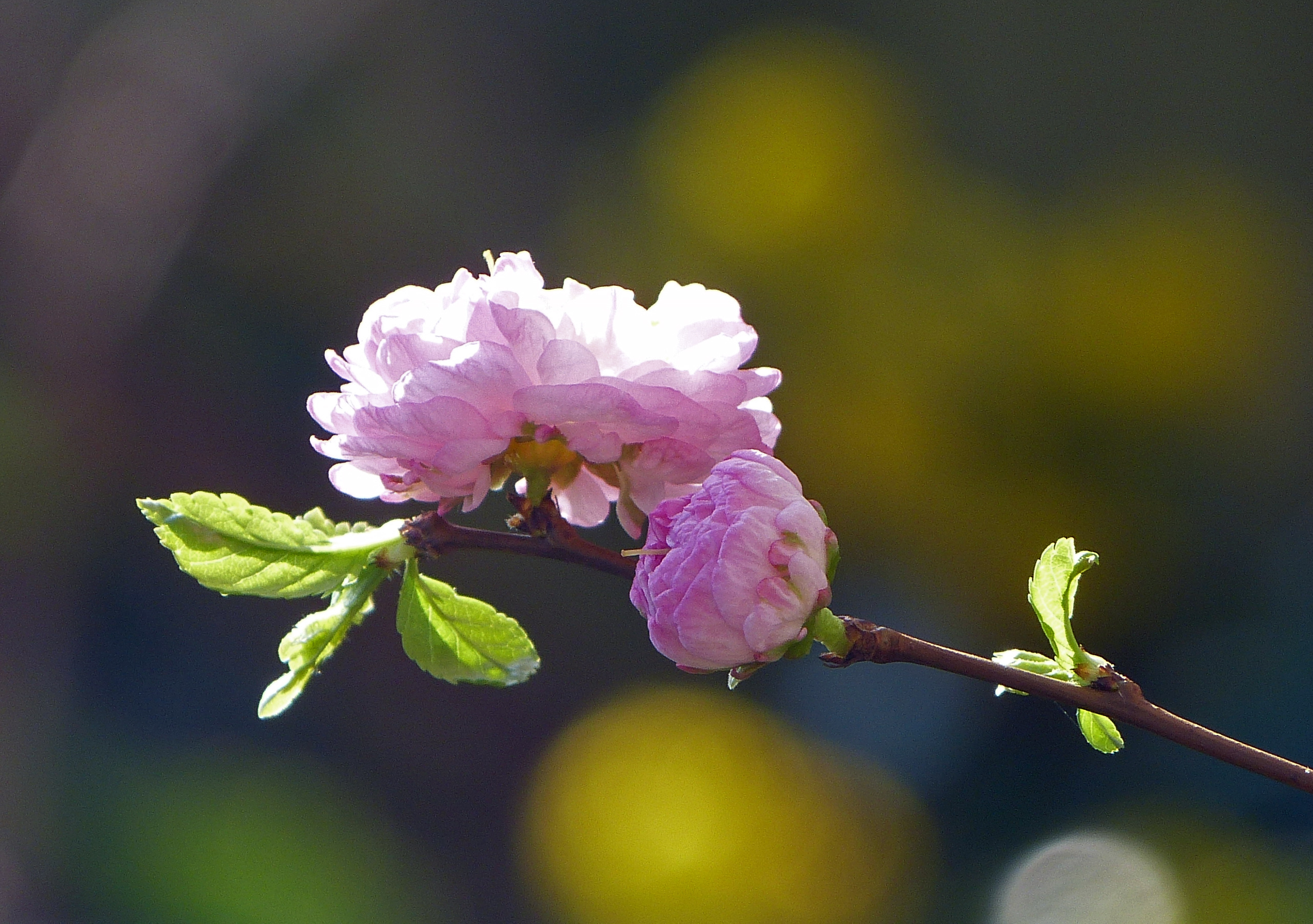 Prunus