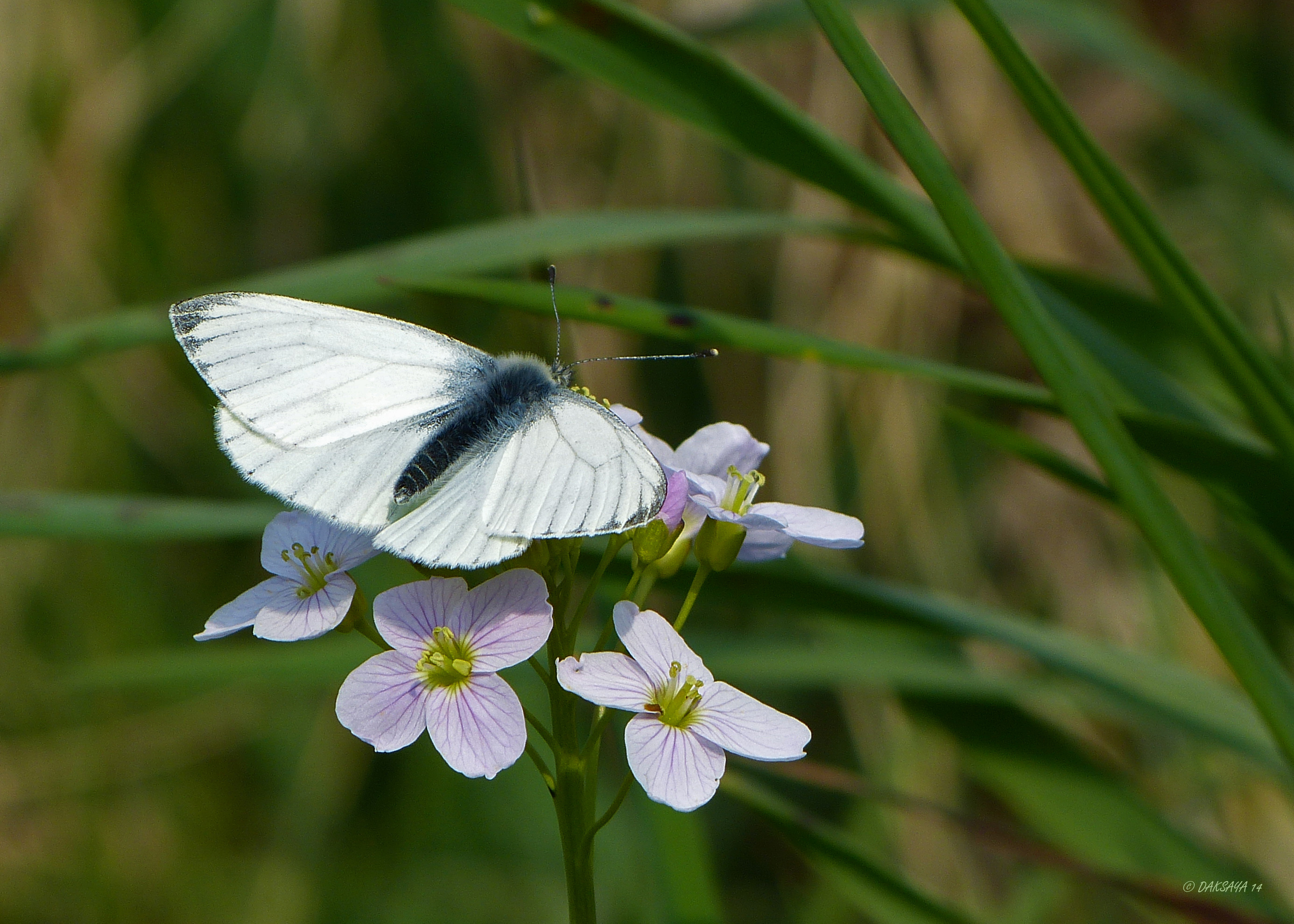 Witje op pinksterbloem