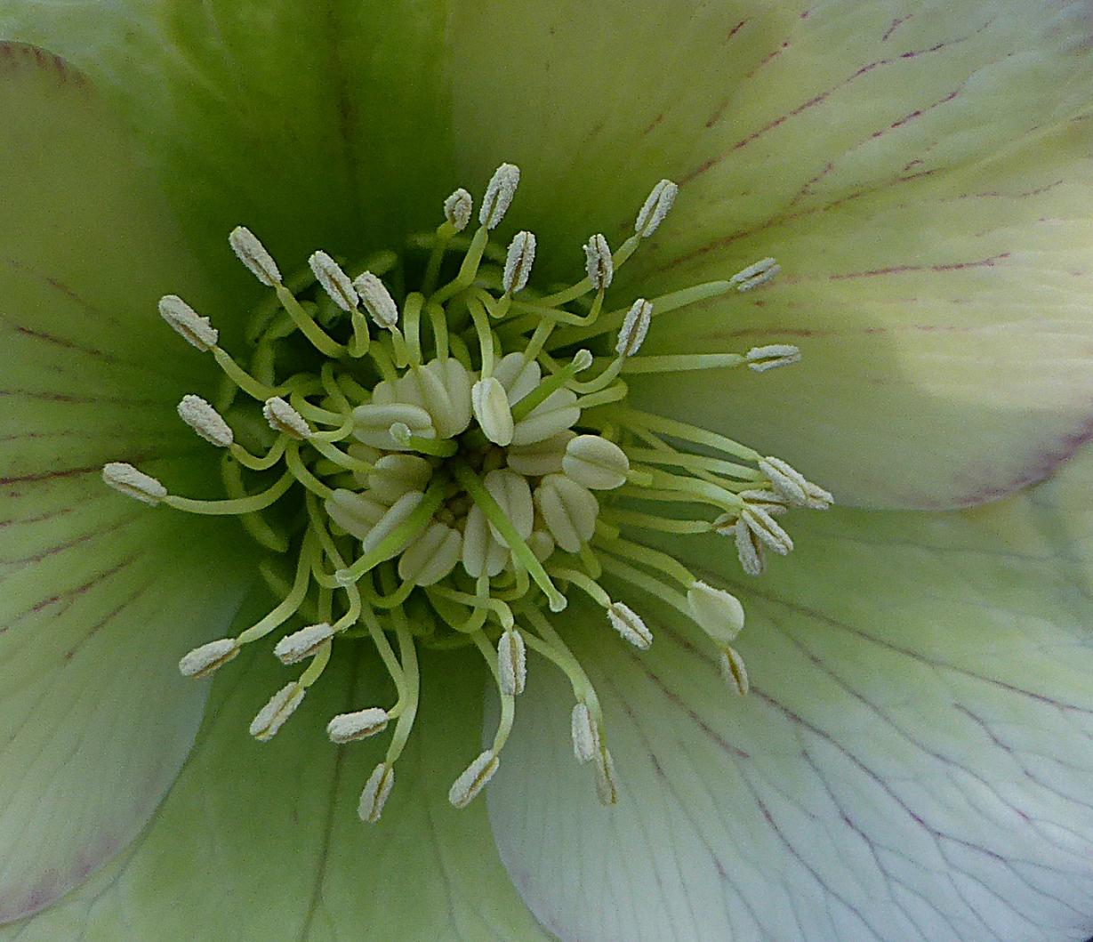 Helleborus