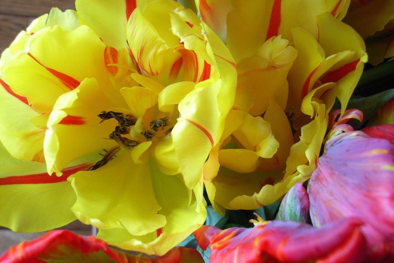 Tulpen