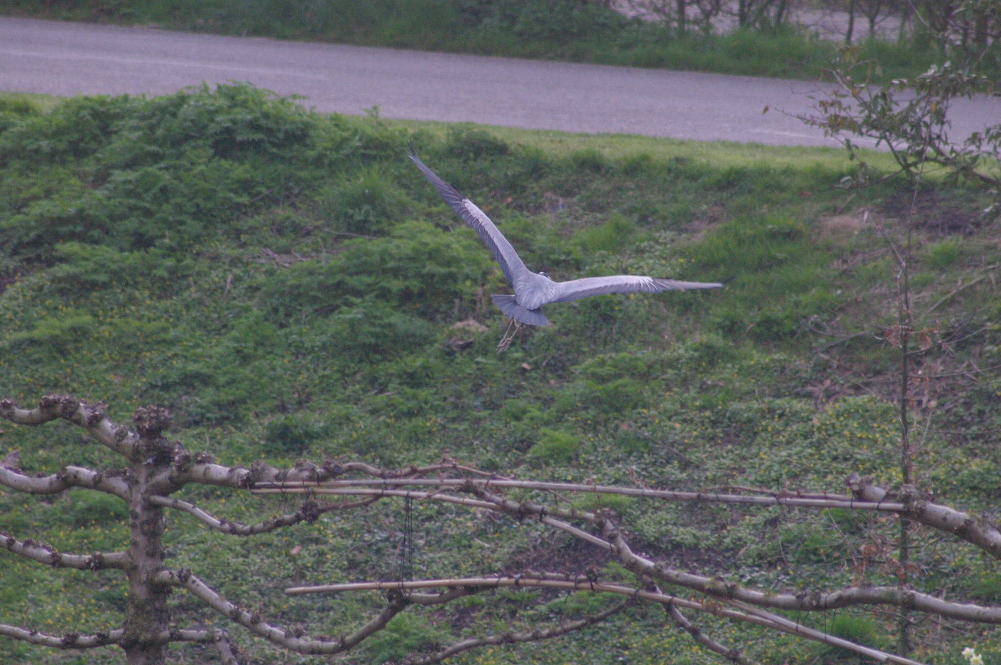 reiger
