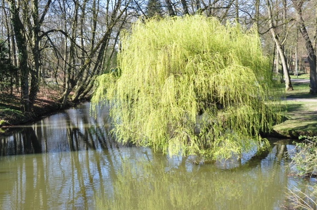 Treurwilg