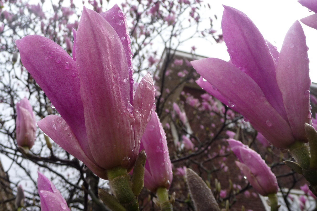 Roze magnolia