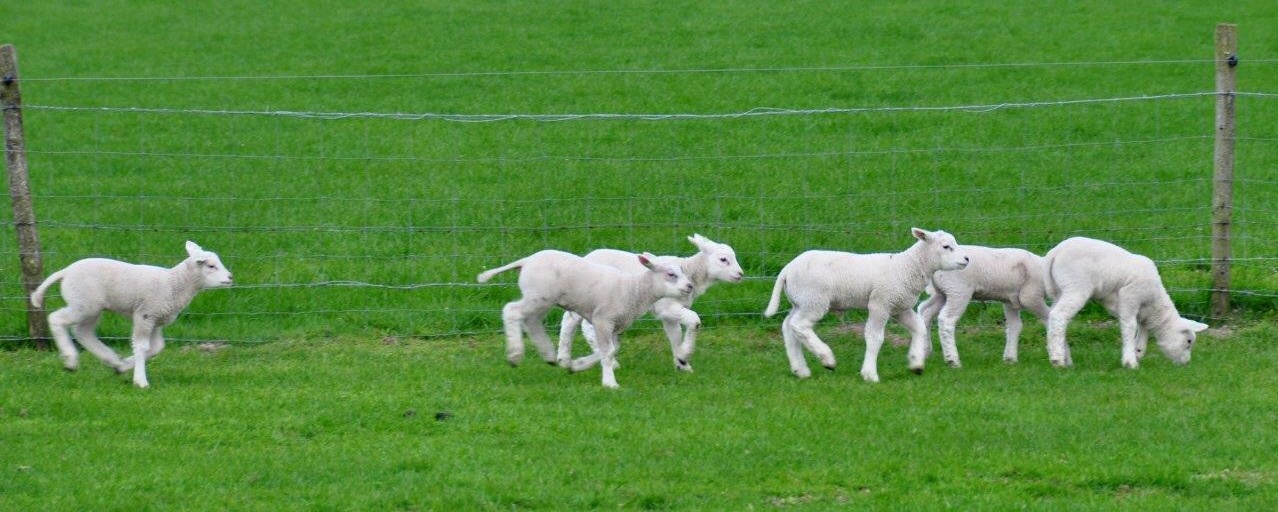 Lammetjes