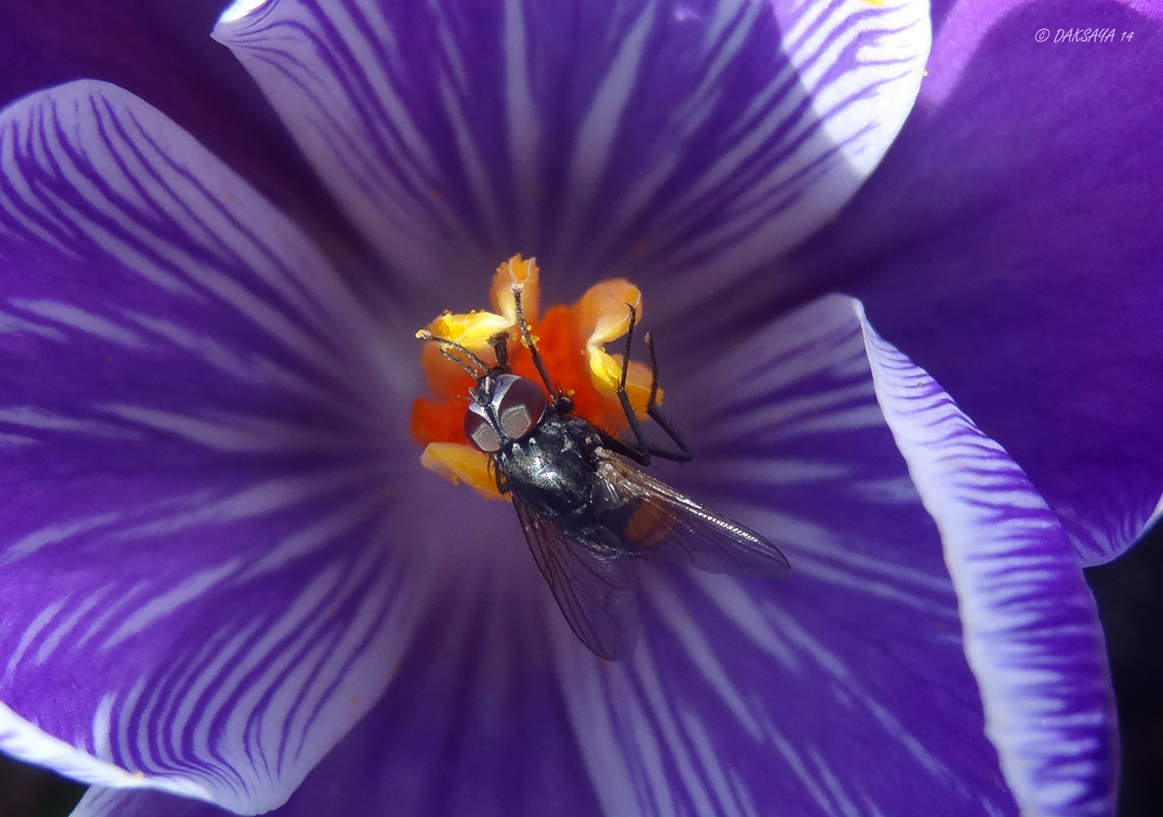 Vlieg in krokus