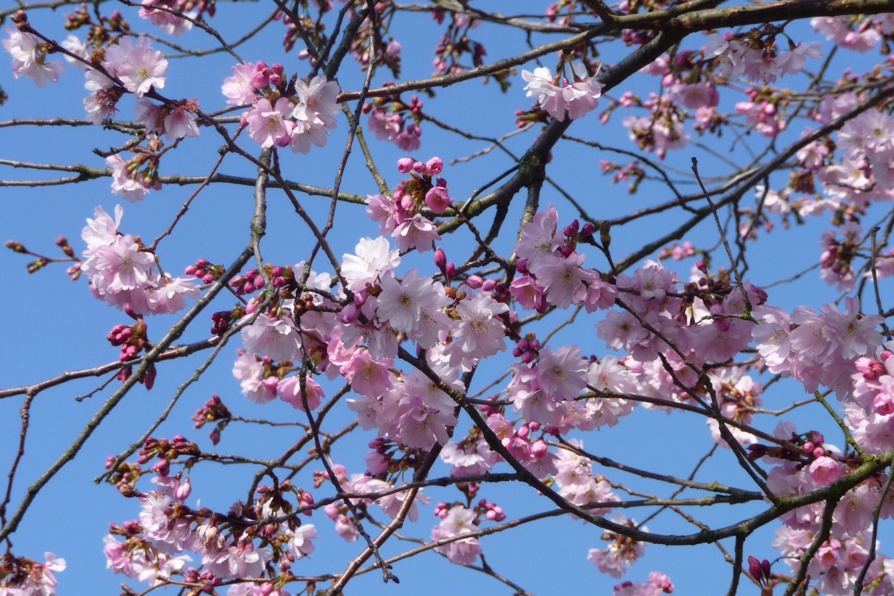 Roze bloesem 2