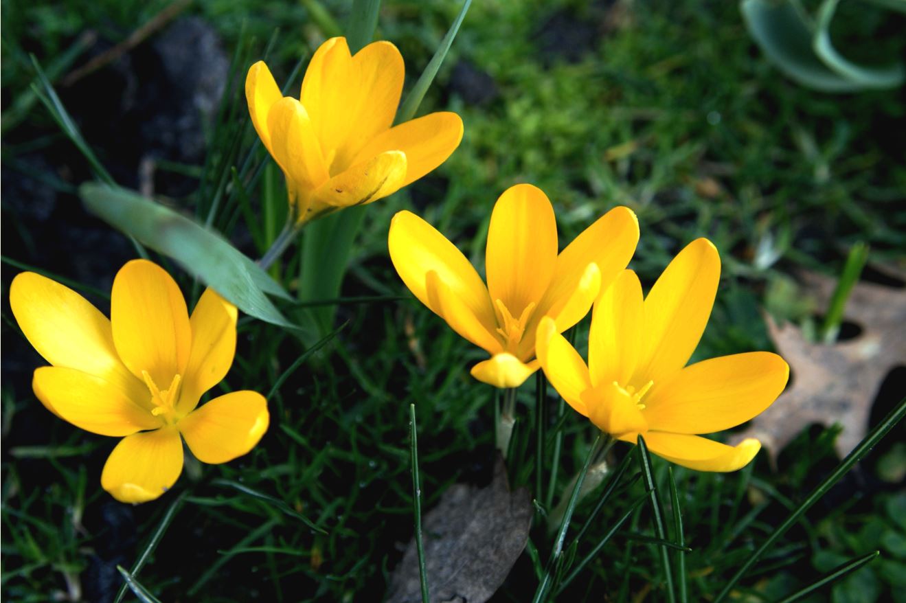 gele krokussen