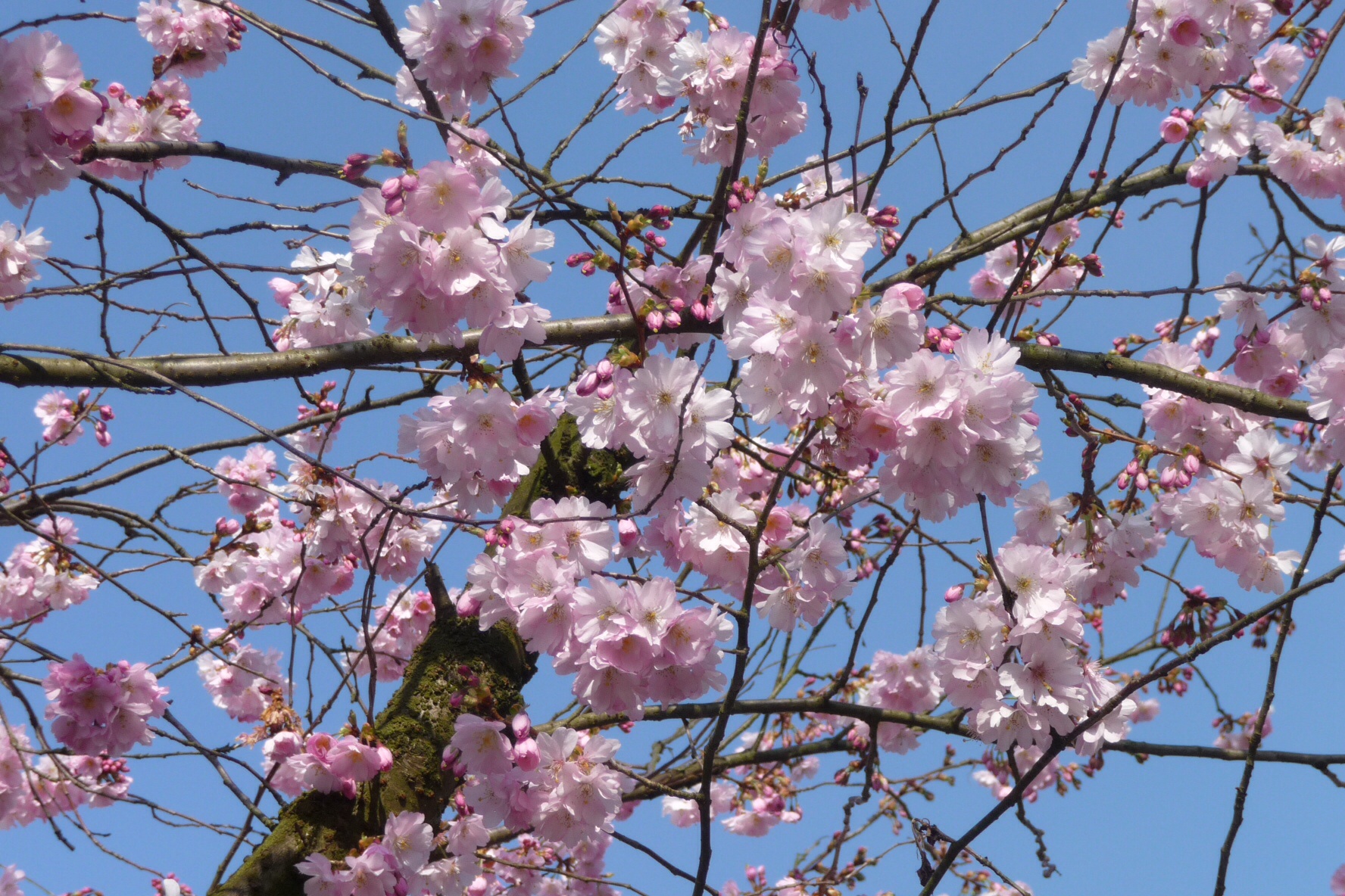 Roze bloesem 2