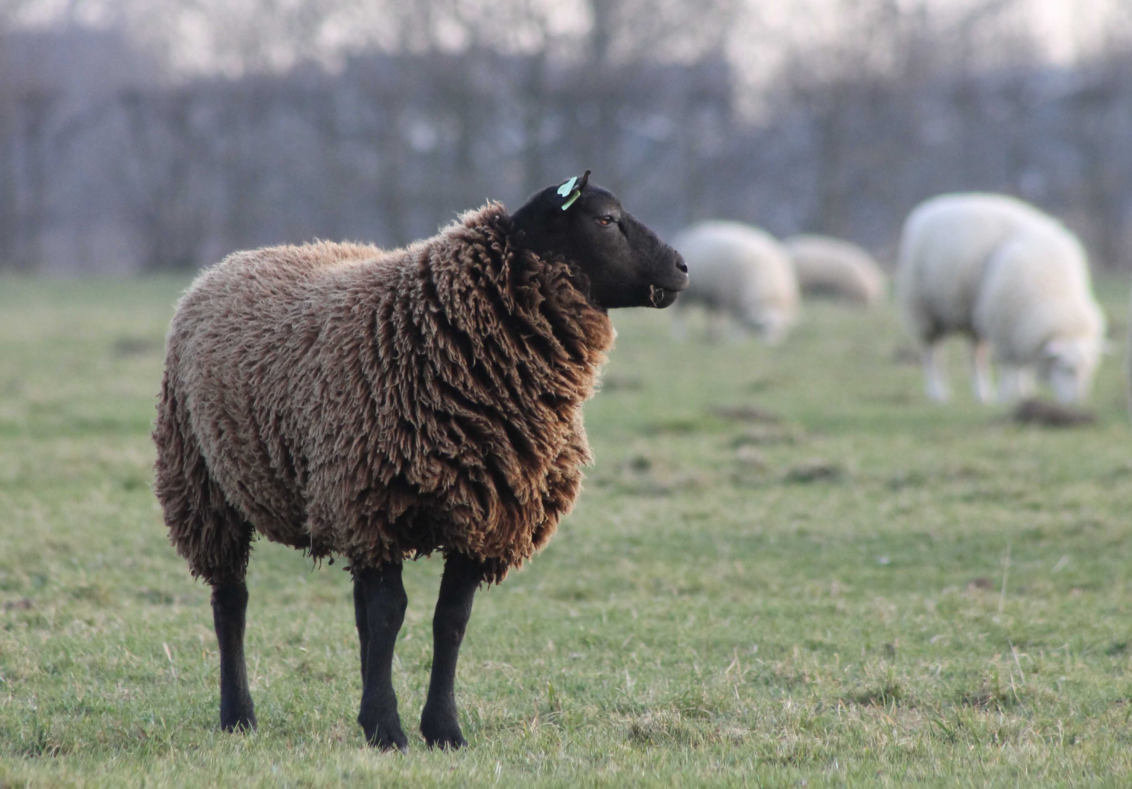 Tekstballon vacant..