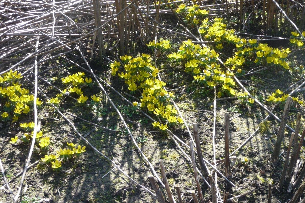 Winterakoniet 3