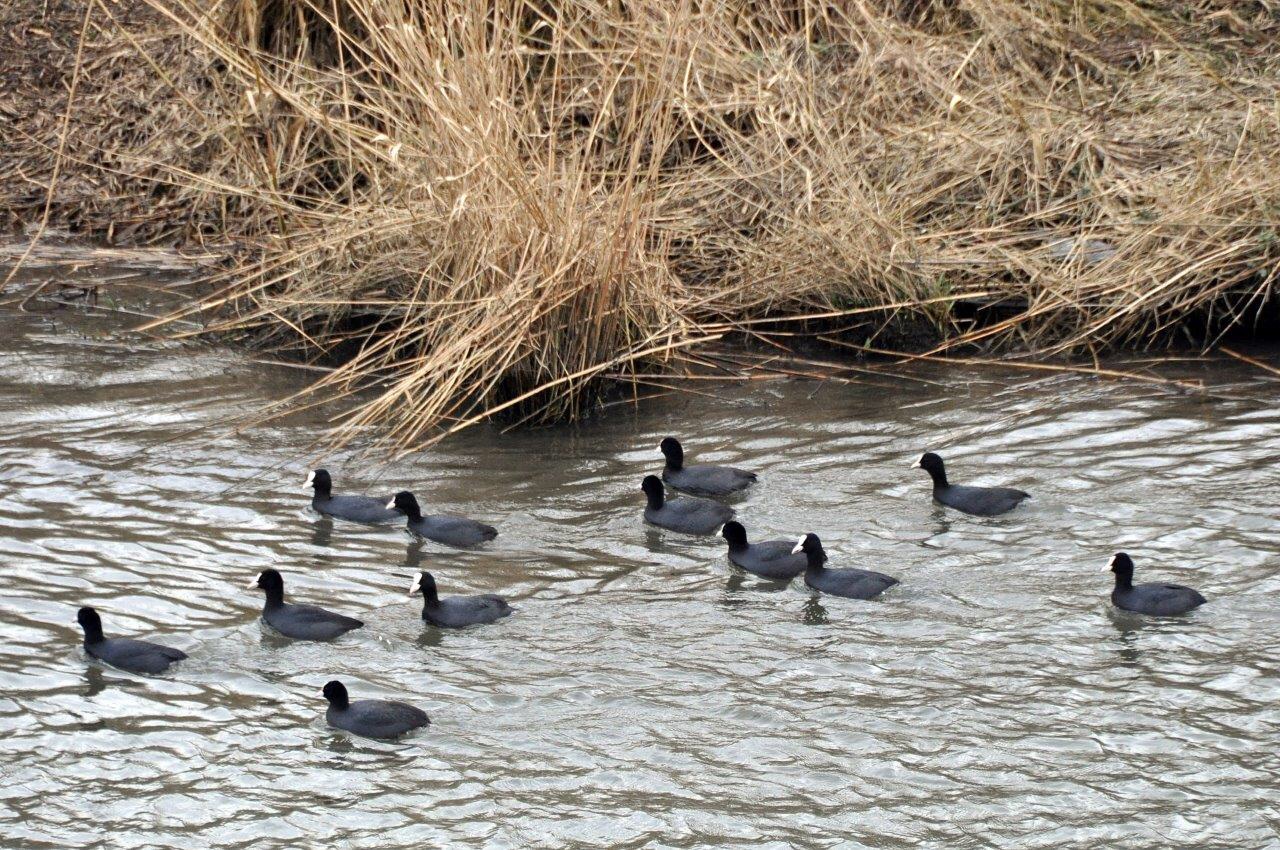Meerkoetjes