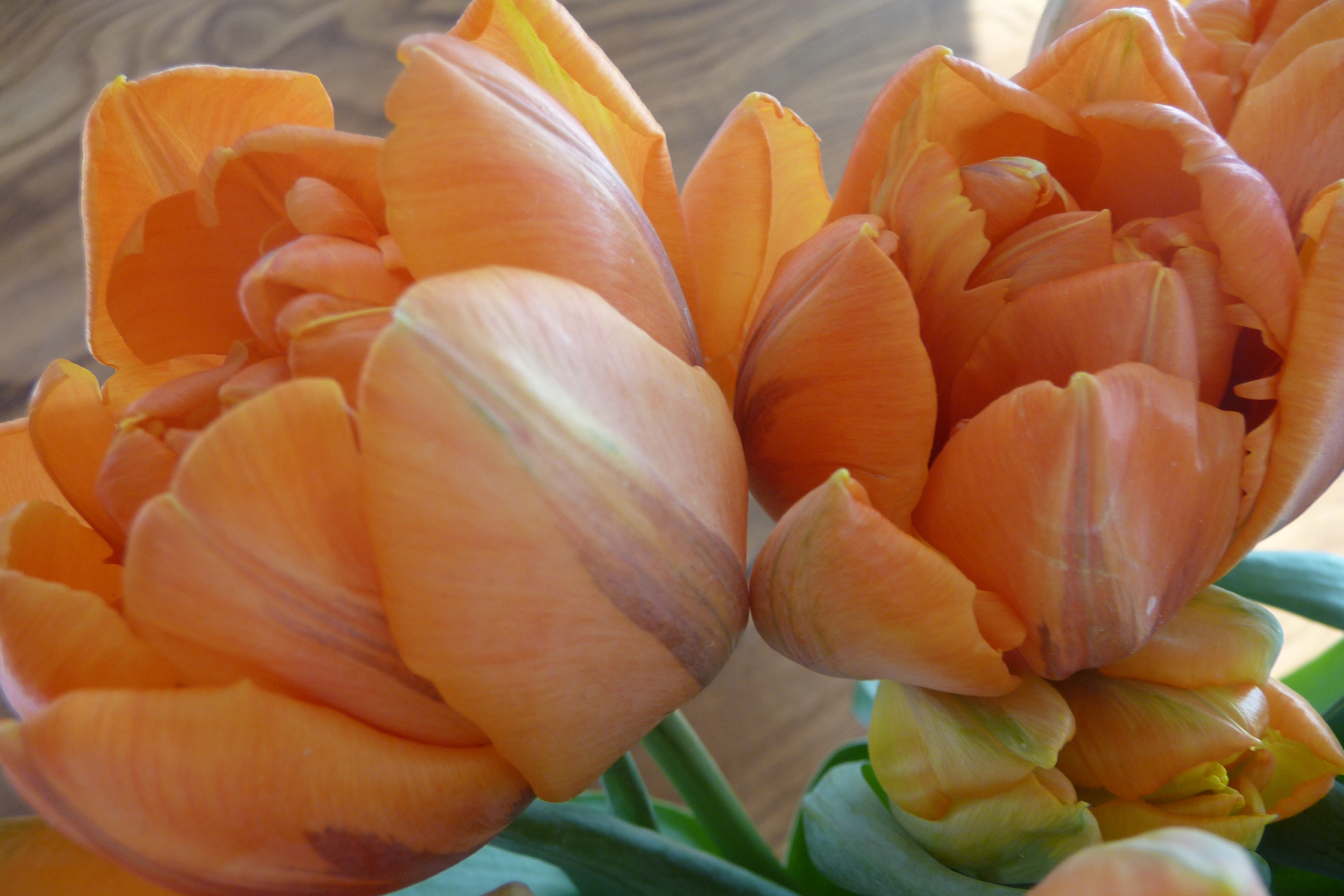 Oranje tulp