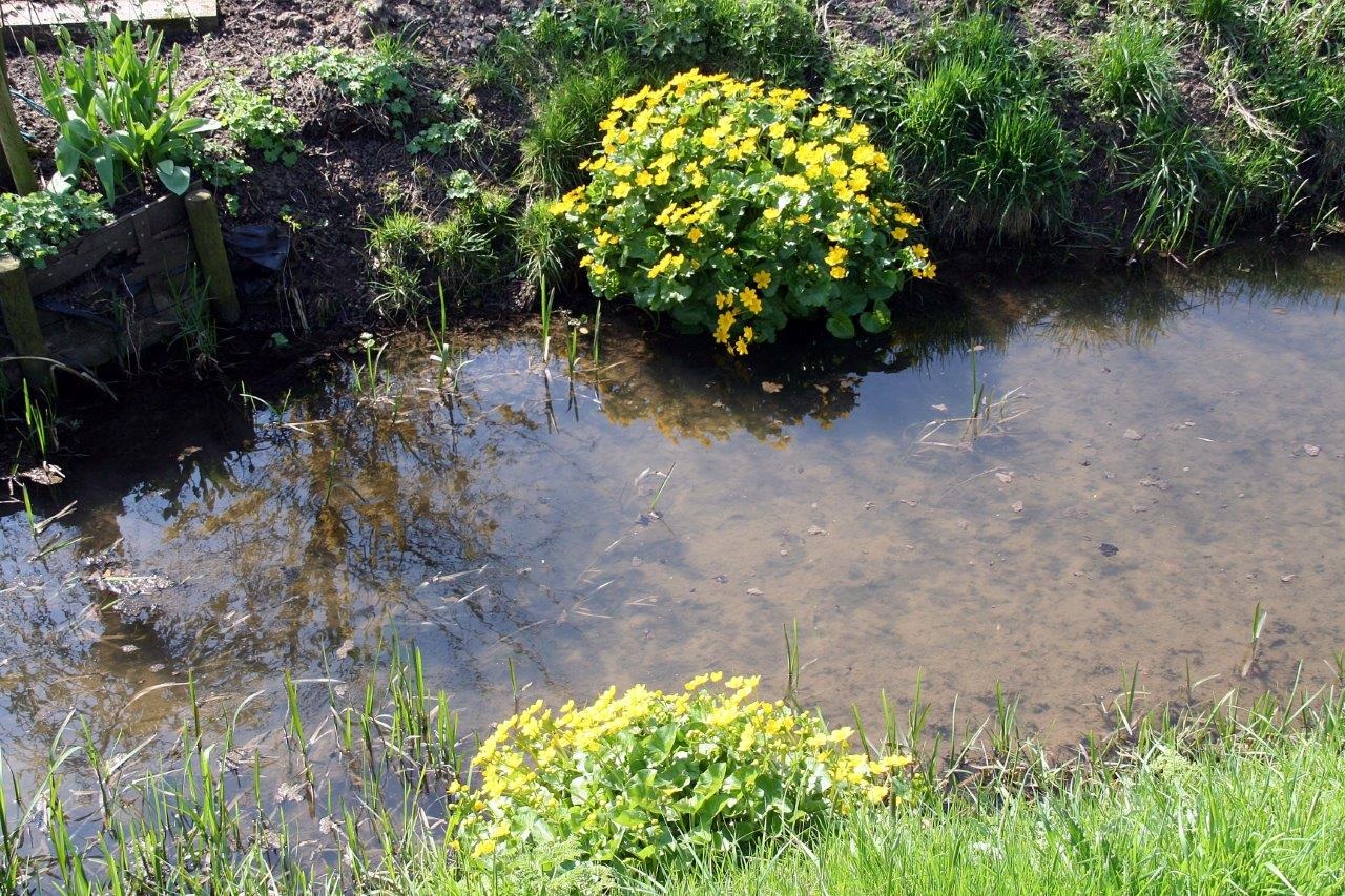 Dotterbloemen