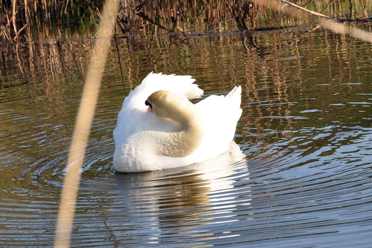 Zwaan