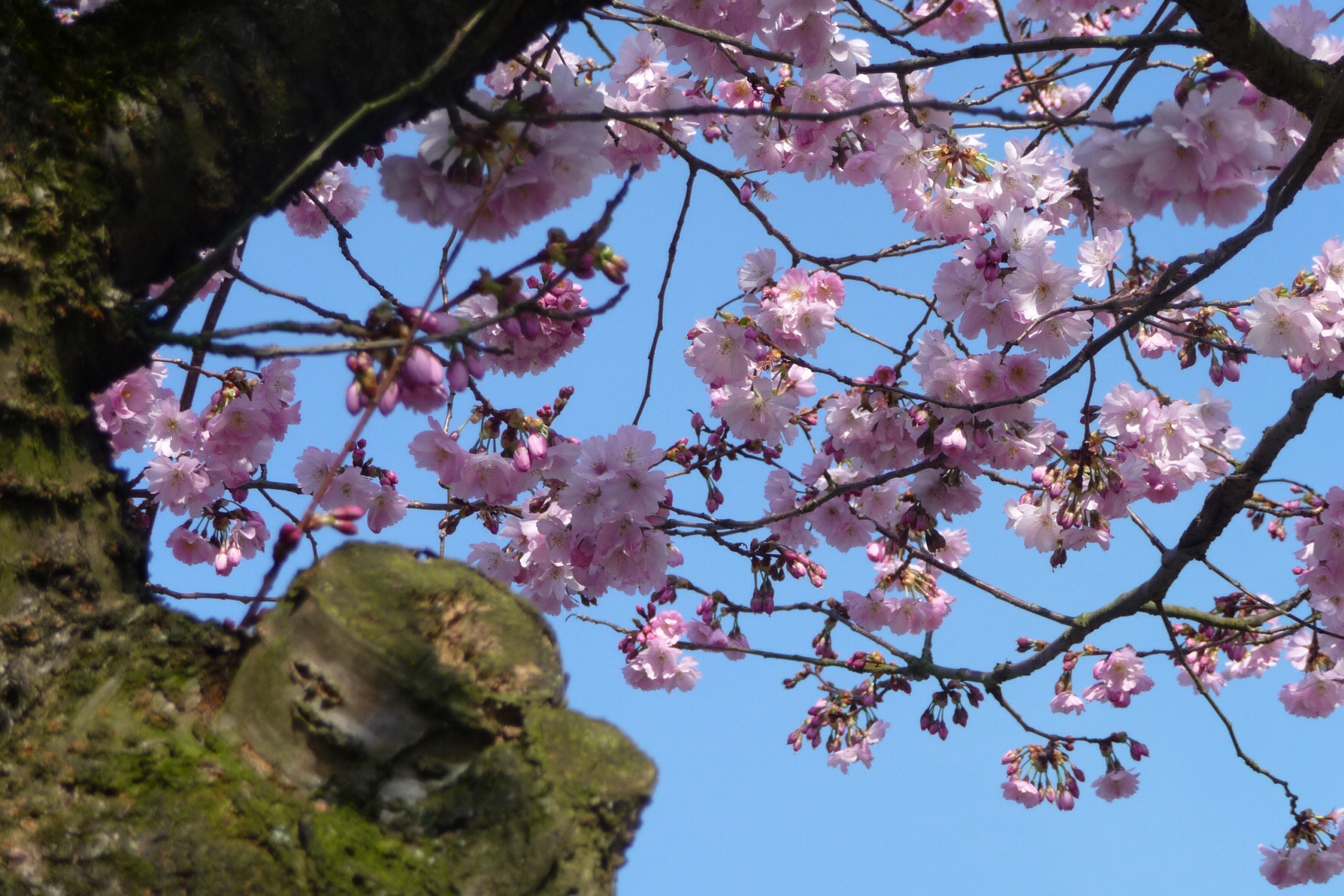 Roze bloesem 5