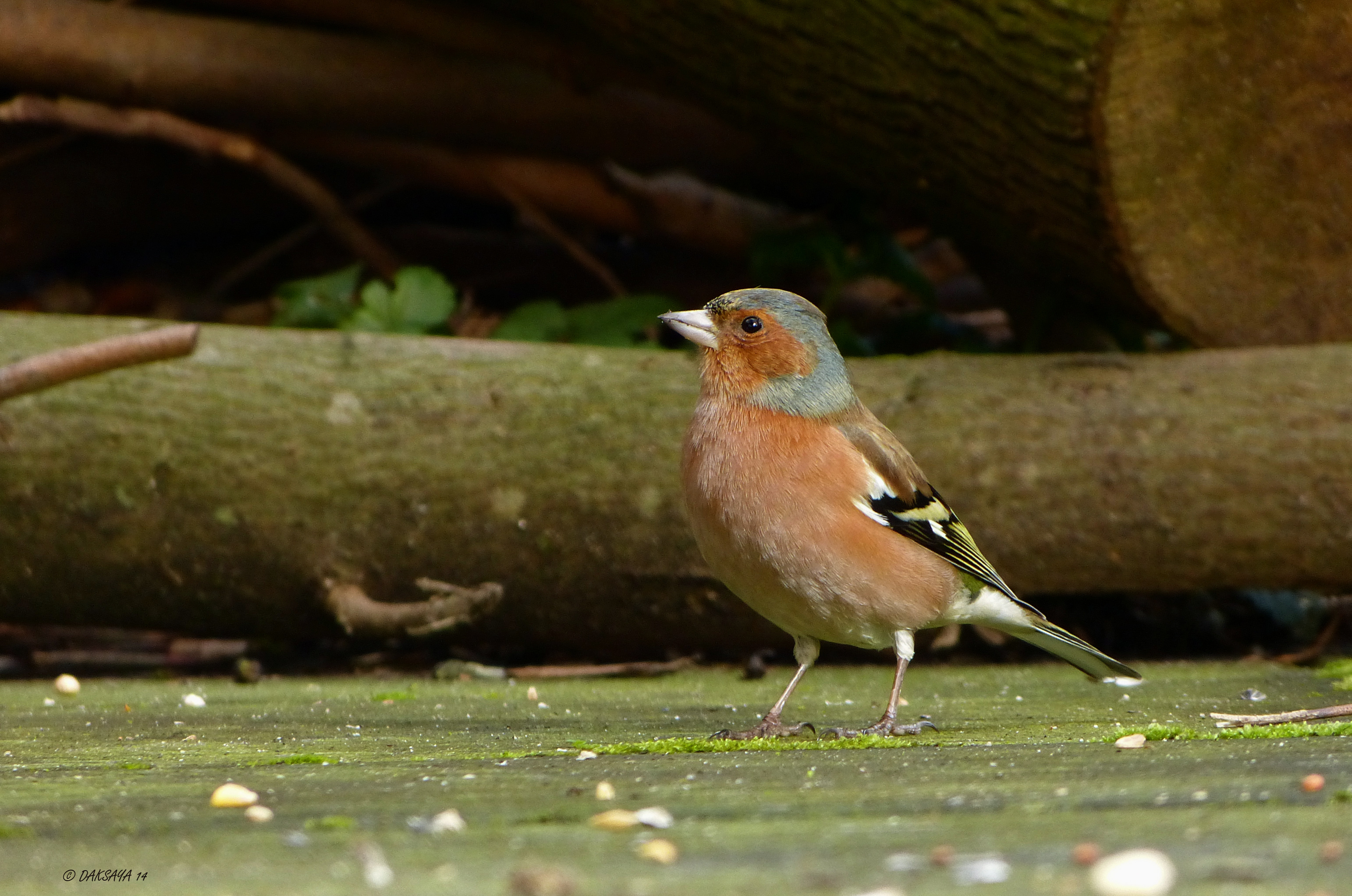  vink (m)