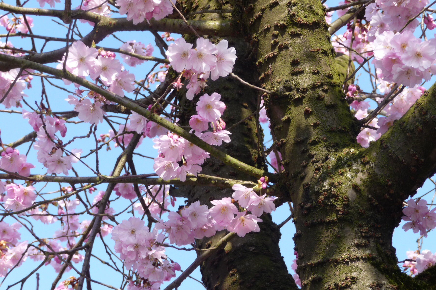 Roze bloesem 3