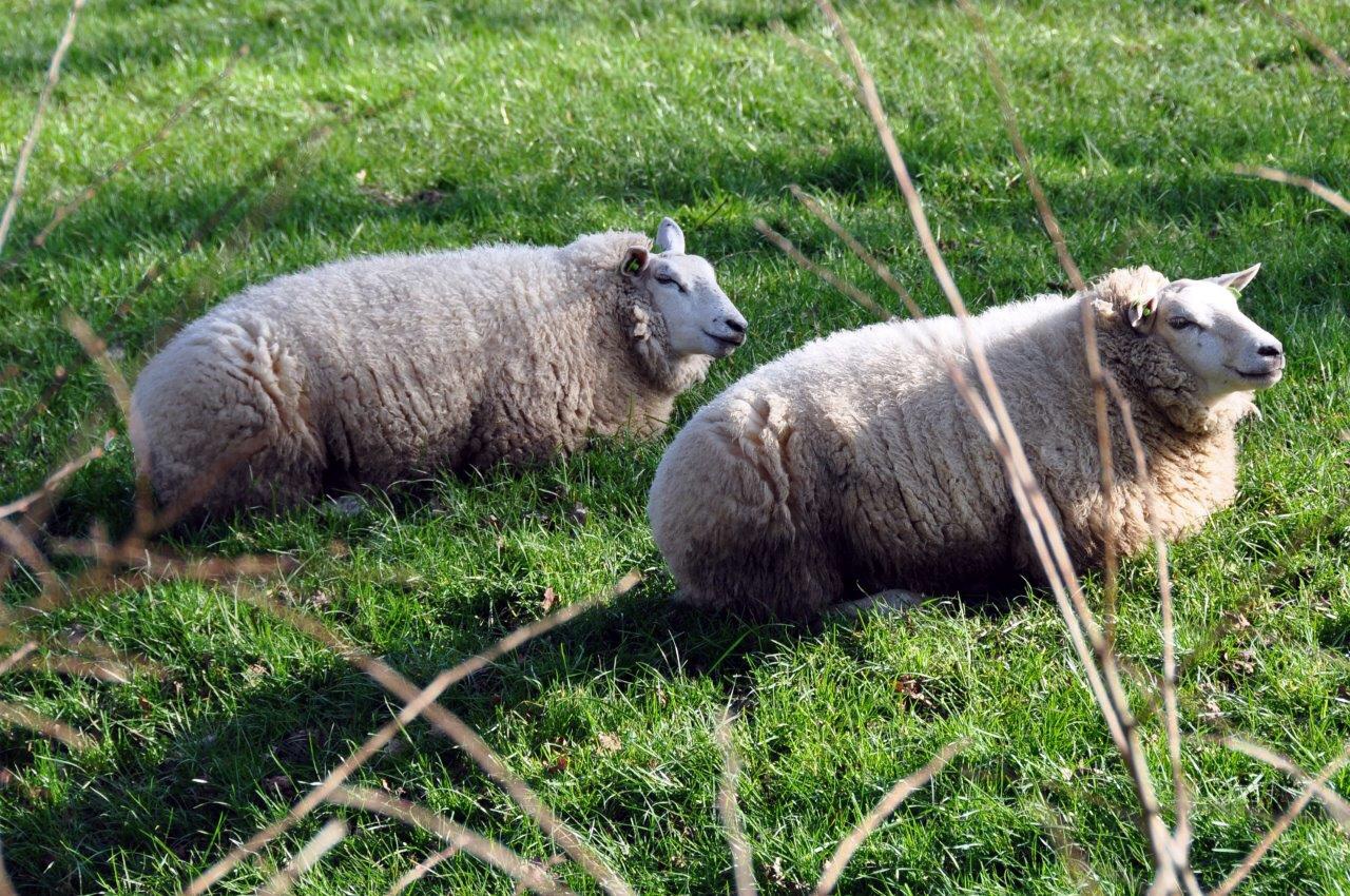 Schapen 3