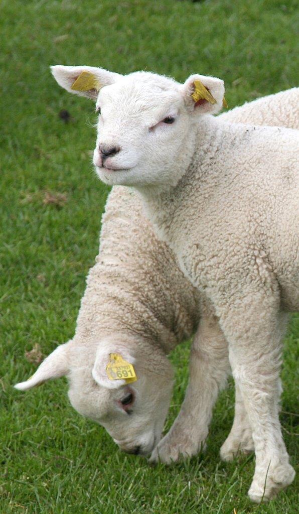 Lammetjes