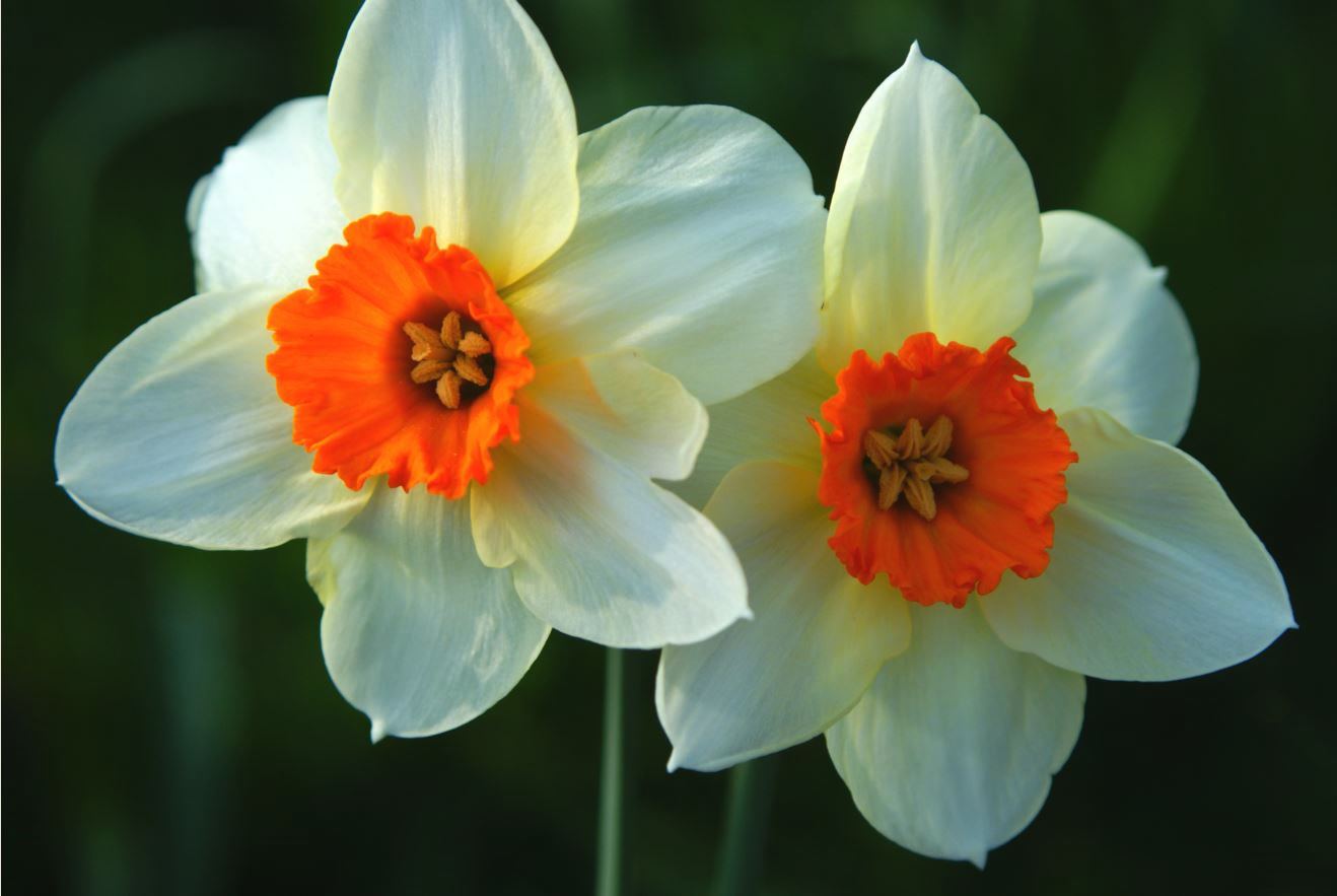 Narcissen