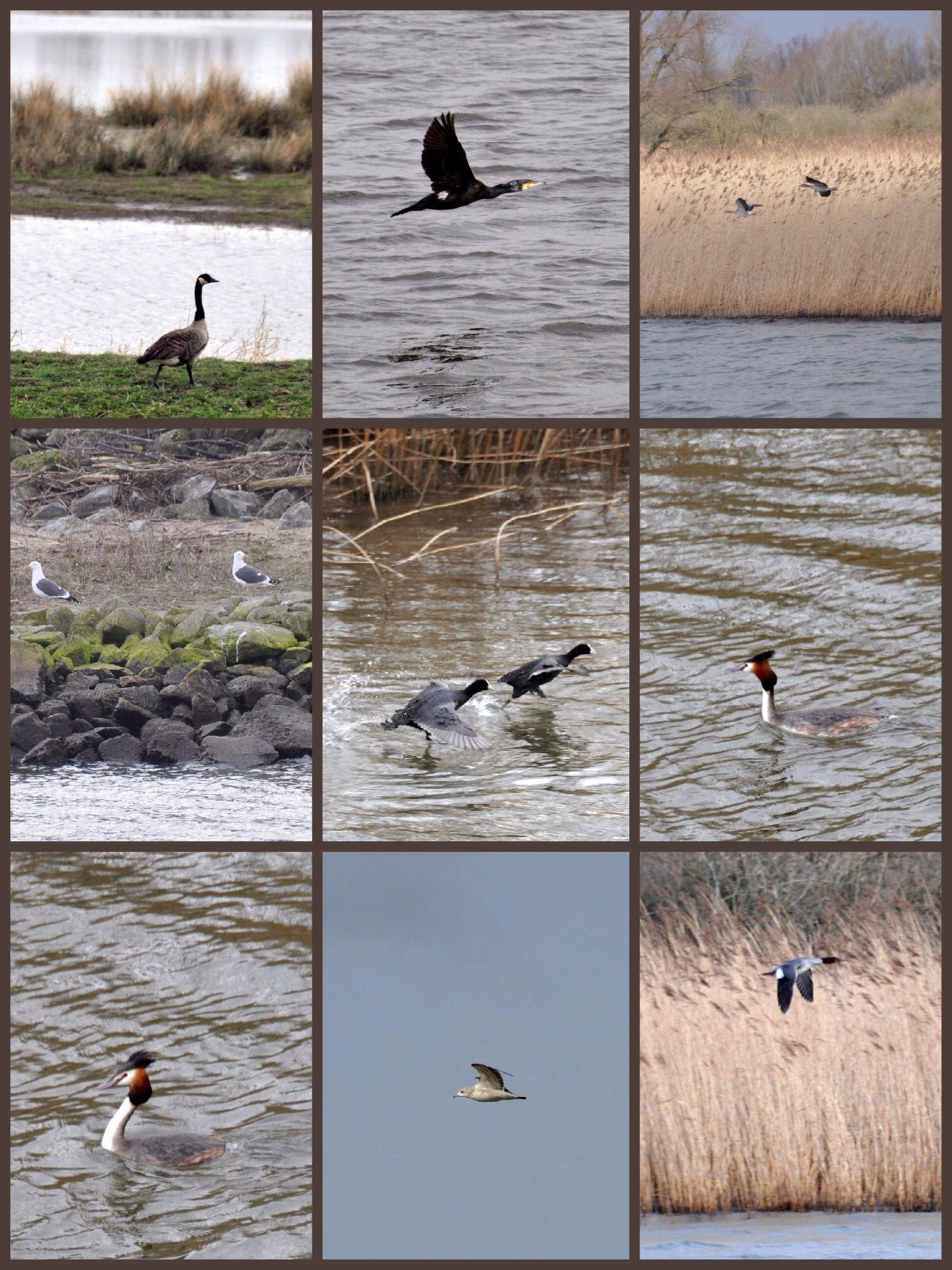 Biesbosch