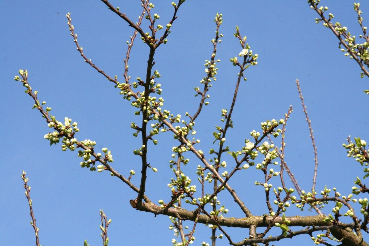 Pruimenbloesem