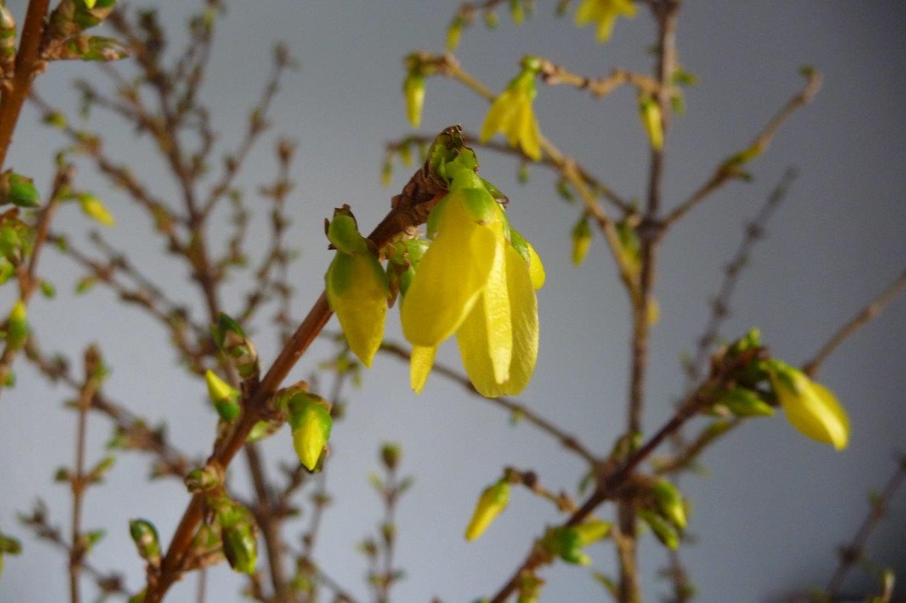 Forsythia in vaas 2